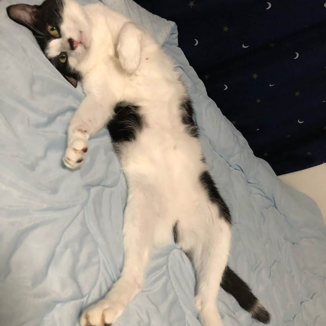 ぽんずのインスタグラム：「ちらり。  #ねこ#猫#cat#猫好き#親バカ#はちわれ#ハチワレ#はちわれ猫#ハチワレ猫#白黒猫部#にゃんすたぐらむ#ilovecat#猫大好き#うちの猫自慢#白黒猫 #我が家のぽんずくん #ちゅーちゅー妖怪」