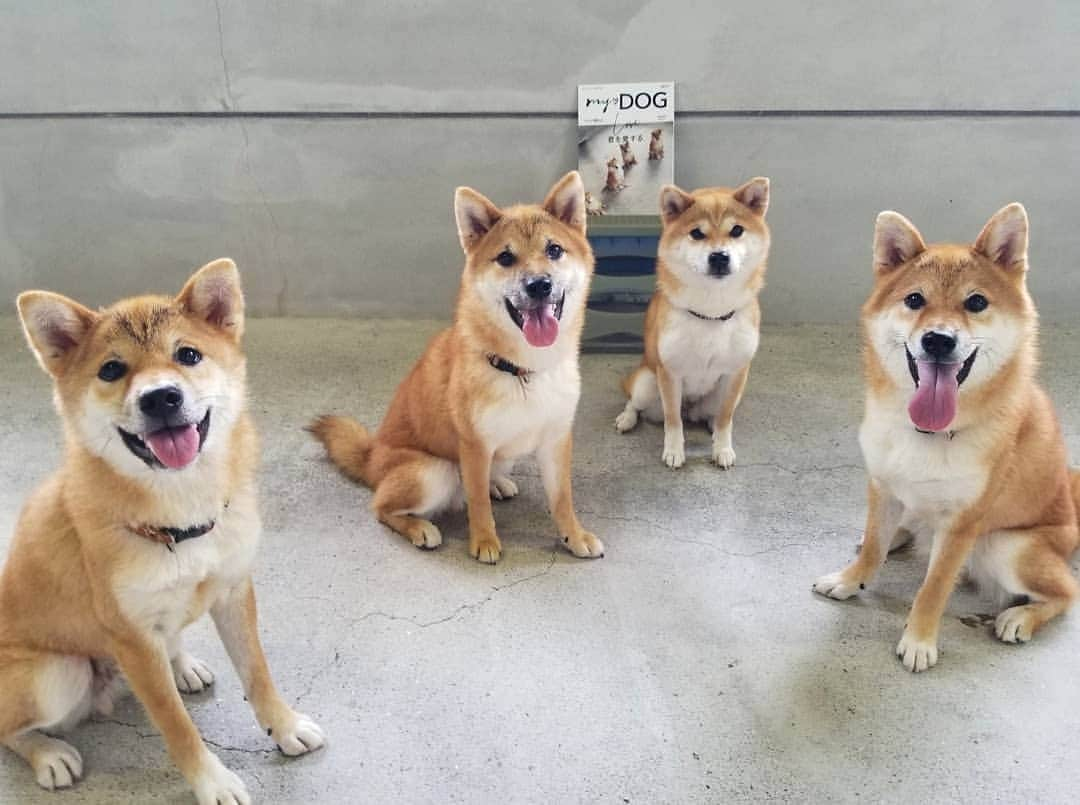 柴犬たま Shibainu Tamaのインスタグラム