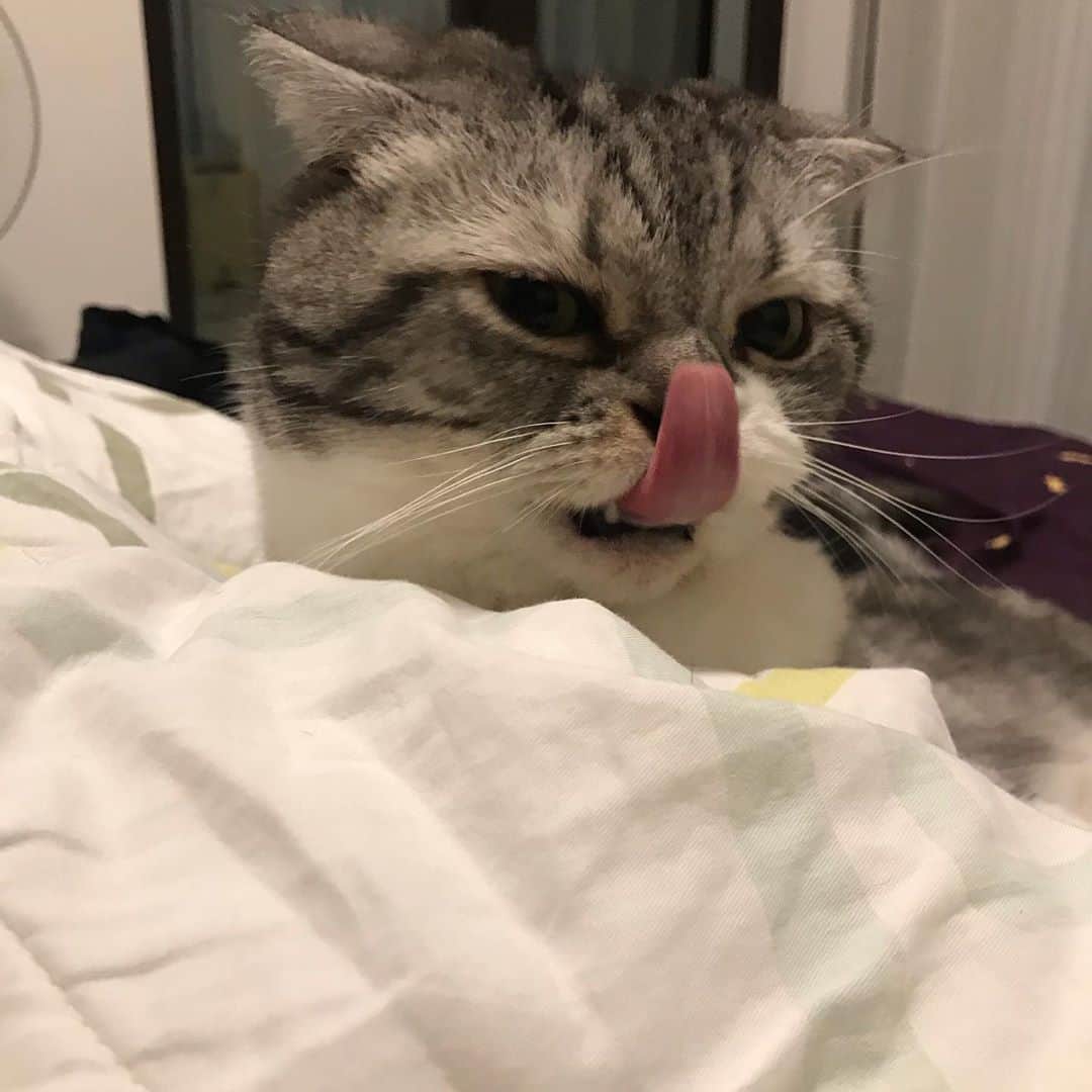 KATSUOのインスタグラム：「👅 . #cat #catstagram #catsofinstagram #instacat #cutecat #katsuo」