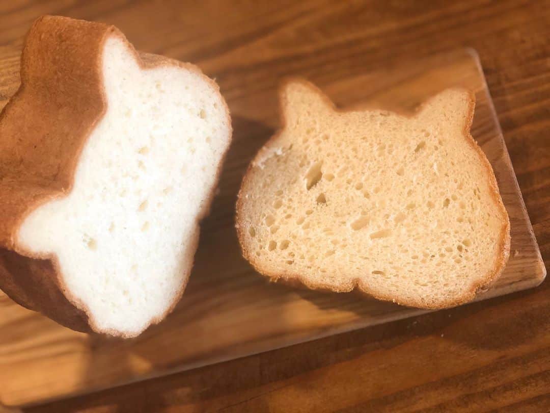 田中マヤさんのインスタグラム写真 - (田中マヤInstagram)「ねこねこ食パン😽🍞 いただきました✨ かわいっ💕 ・ 顔描きたくなるね😂 ・ #食パン #ねこパン #ねこねこ食パン #パン #🍞 #bread #yummy #love #식빵 #빵 #고양이 #고양이빵 #좋아요」9月25日 13時13分 - tanakamaya__official