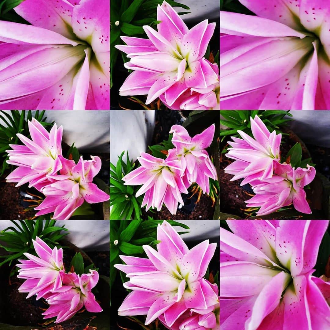 のインスタグラム：「BROKEN HEART DOUBLE ORIENTAL LILY IS HERE #GASOLINEGARDEN #ILOVEGARDENS #GARDENSRULE #GARDENCHURCH #GARDENPARTY #GARDENMAGIC #AVANTGARDEN #GARDENS #GARDENGANGSTER #GARDEN #GRADENLIFE #GARDENER #GARDENTIME  #GARDENING #VEGETABLEGARDEN #FLOWERS #SUCCULENTS  #PLANTS  #CACTUS #GARLIC #AYEARINFLOWERS #THISTLE  #brokenheartdoubleorientllily #lily #shadowhills  #THANKYOU @gasolineglamour  #GASOLINEGLAMOUR @hollandbulbfarms #hollanbulbfarms 🌸🌸🌸🌸🌸🌸🌸🌸🌸🌸🌸 #Liliumorientalis」