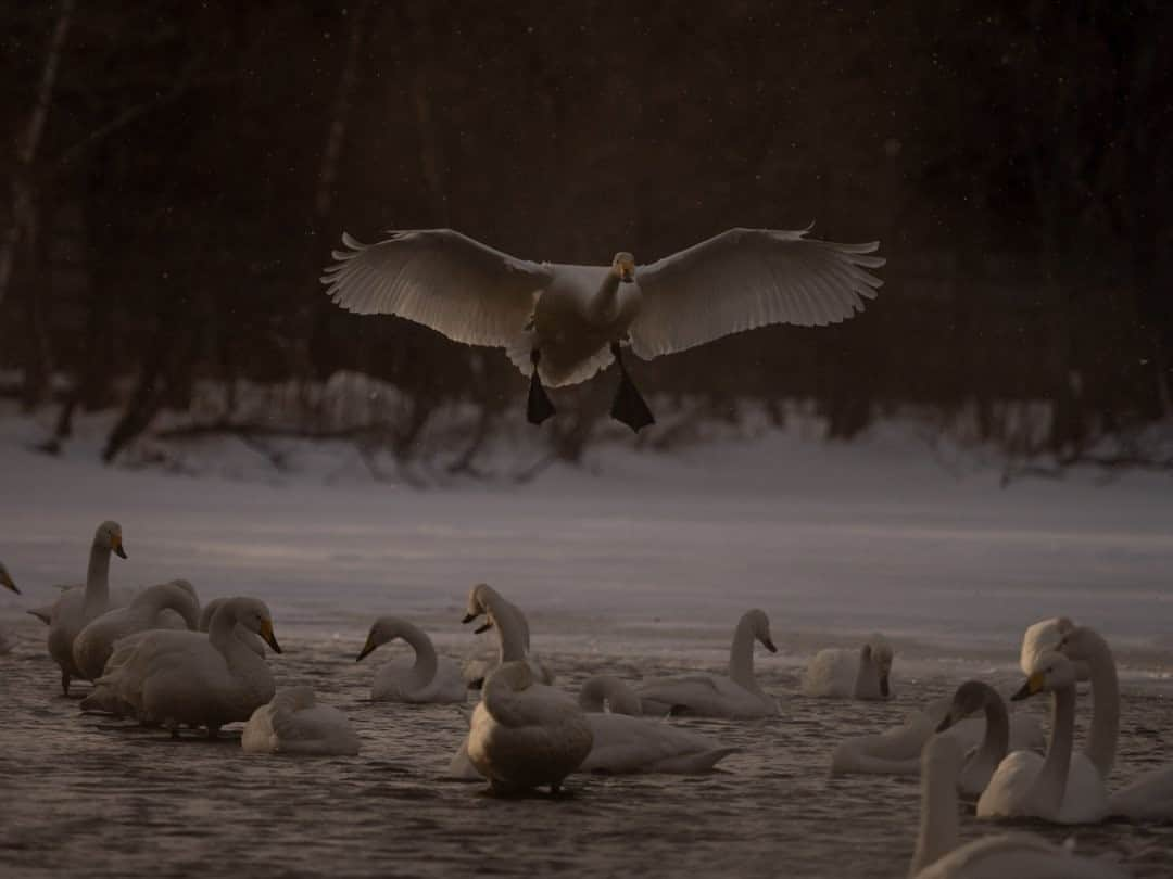 National Geographic Travelさんのインスタグラム写真 - (National Geographic TravelInstagram)「Photo by Michaela Skovranova @mishkusk  I spent a quiet morning watching whooper swans warming themselves up in thermal springs at Lake Kussharo, a caldera lake in Akan-Mashu National Park, eastern Hokkaidō. Lake Kussharo is the largest lake in Japan to freeze over completely in winter. It is on the migration path for the whooper swans and they come to rest in the thermal springs. #WhooperSwan #Japan #Hokkaido #LakeKussharo #Wildlife」9月25日 5時06分 - natgeotravel