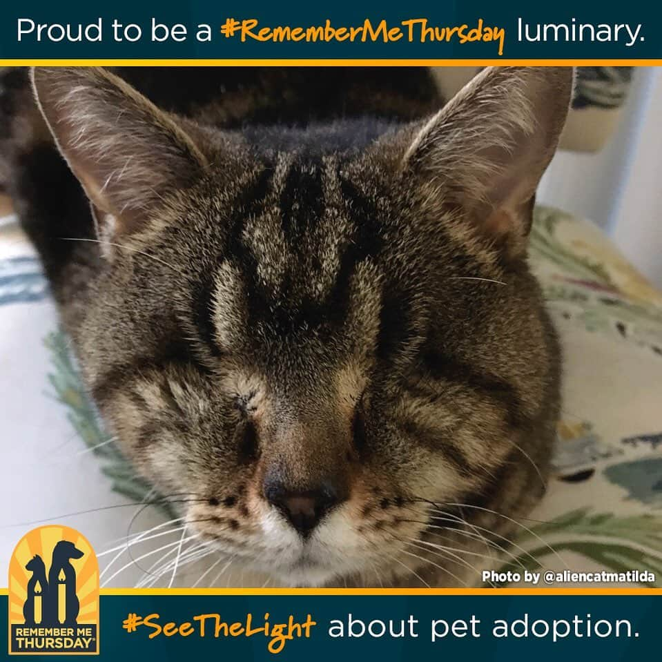 マチルダさんのインスタグラム写真 - (マチルダInstagram)「Let’s get the whole world talking about pet adoption TODAY, so every shelter pet can find their forever home TOMORROW! Post your rescue pets and why you chose to adopt with #RememberMeThursday to inspire others to save lives! Remember them and visit www.remembermethursday.org 💜💜💜」9月25日 5時35分 - aliencatmatilda