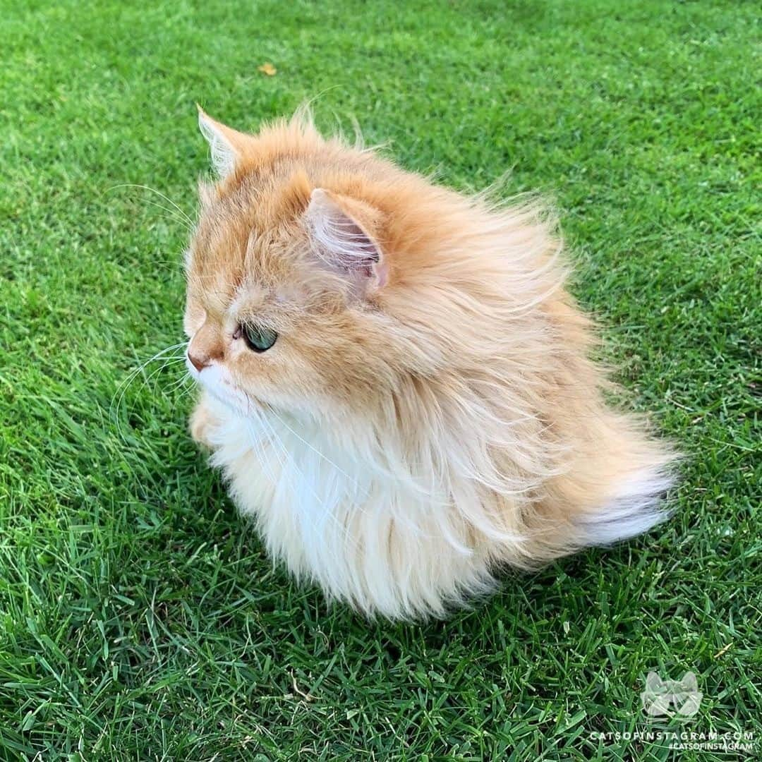 Cats of Instagramさんのインスタグラム写真 - (Cats of InstagramInstagram)「From @smoothiethecat: “Floof in the wind.” #catsofinstagram」9月25日 5時45分 - cats_of_instagram