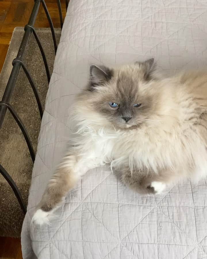 のインスタグラム：「Just got off a zoom call and this was happening behind me. 😂」
