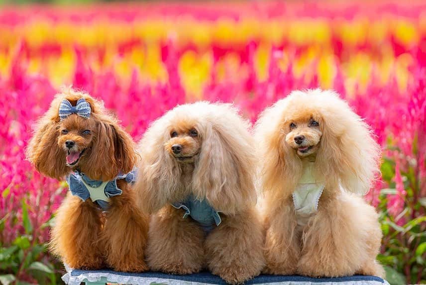 Toypoodle Mikuru?Asakusa Tokyoのインスタグラム：「20200925 Friday. Good morning! Friends ♥️ 📍国営武蔵丘陵森林公園  . 羽毛ゲイトウ✖️三人娘 . ルーたんとは一年振りの再会😍 去年、この羽毛ゲイトウ撮影でご一緒して以来でした☺️ . 撮影は9/21でした。 まだ少し早いかな？感があったので、今週末位が見頃なのかなぁ？ . Photography @namecopapa  . なめパパ お写真ありがとうございました🙏🏻 . #羽毛ゲイトウ #国営武蔵丘陵森林公園 #糸目」
