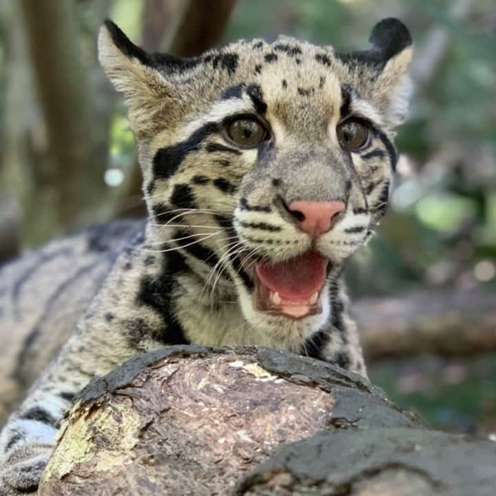 スミソニアン国立動物園のインスタグラム