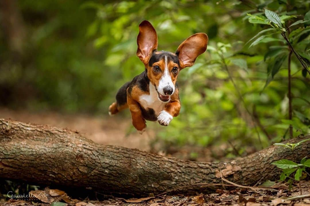 CANON USAさんのインスタグラム写真 - (CANON USAInstagram)「"In the beginning of this year, I moved to the US from Israel to follow my dreams of having an amazing pet photography business. In the first month after arriving, I looked for models that would join me to scout out new locations. This is Louie, featured in the only action shot I got before COVID19 hit. I hope to do many more in the near future." 🍂Thank you for sharing your #CanonMemories with us, @gavriella_dogphotographer!  📷Camera: #Canon EOS 6D Mark II  Lens: EF 70-200mm f/2.8 ...Have an uplifting story and photo to share with us? Submit your #CanonMemories at canon.us/canonmemories」9月25日 6時52分 - canonusa