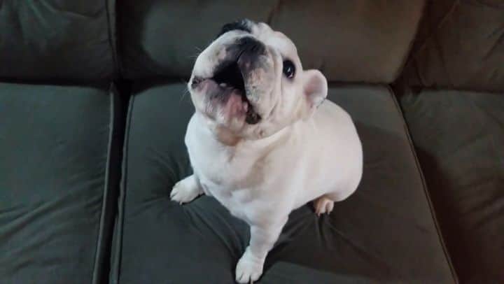Manny The Frenchieのインスタグラム：「Throwing a tantrum for attention, AGAIN! 😉」