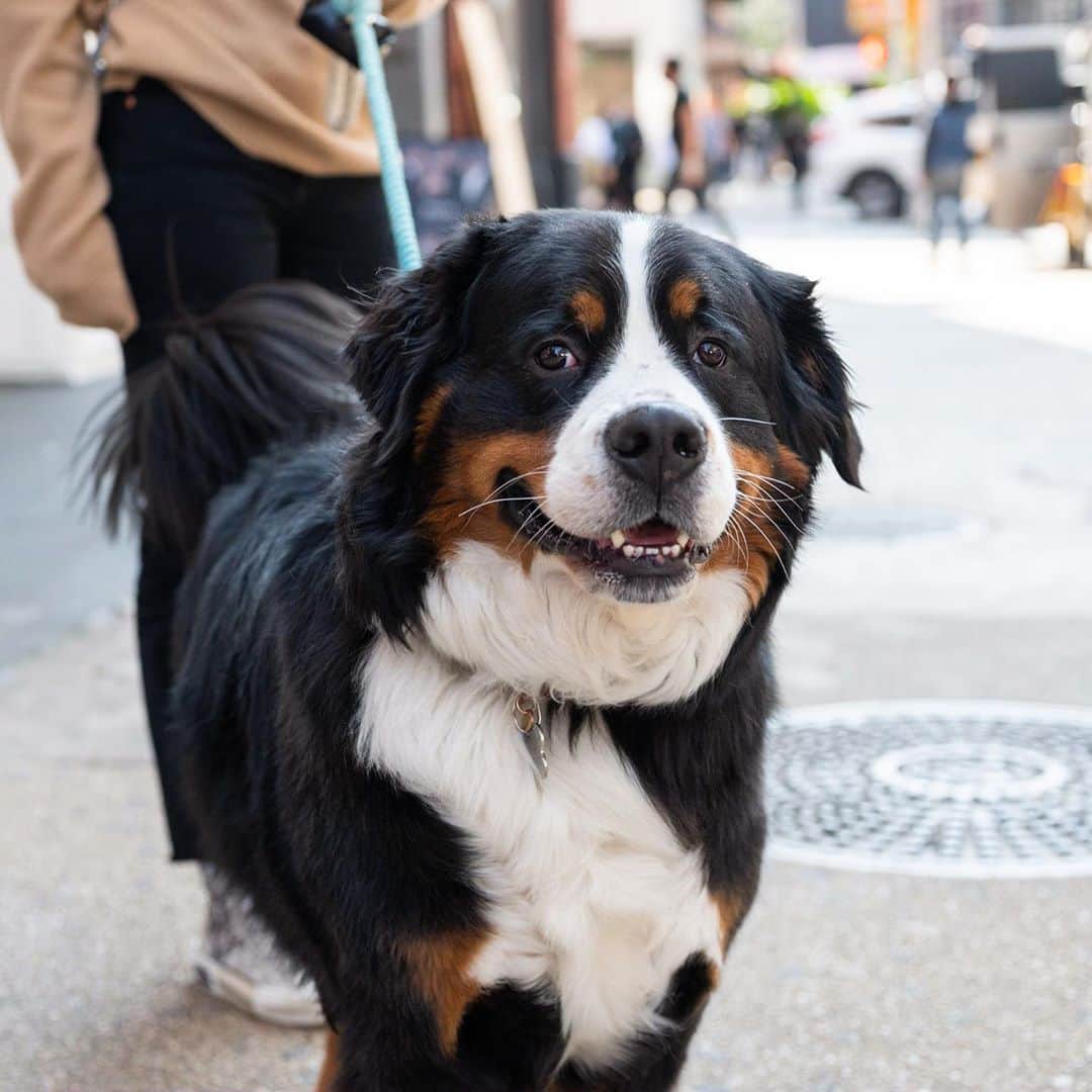The Dogistさんのインスタグラム写真 - (The DogistInstagram)「Charlie, Bernese Mountain Dog (4 y/o), Prince & Lafayette St., New York, NY • “He’s very smart but he doesn’t listen. He also loves to nibble. He’ll nibble at something for hours until he rips the seams open.”」9月25日 8時13分 - thedogist