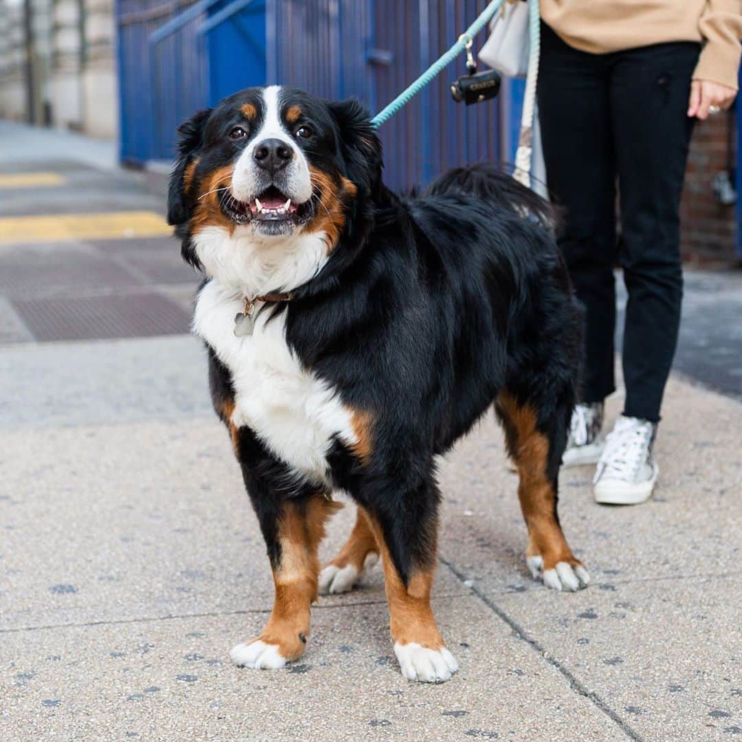 The Dogistさんのインスタグラム写真 - (The DogistInstagram)「Charlie, Bernese Mountain Dog (4 y/o), Prince & Lafayette St., New York, NY • “He’s very smart but he doesn’t listen. He also loves to nibble. He’ll nibble at something for hours until he rips the seams open.”」9月25日 8時13分 - thedogist