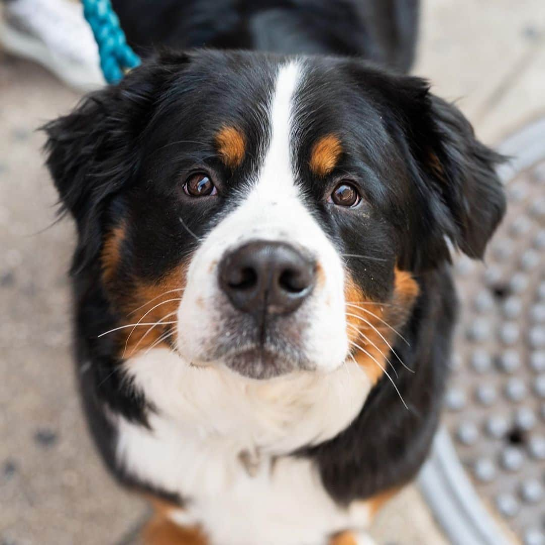 The Dogistさんのインスタグラム写真 - (The DogistInstagram)「Charlie, Bernese Mountain Dog (4 y/o), Prince & Lafayette St., New York, NY • “He’s very smart but he doesn’t listen. He also loves to nibble. He’ll nibble at something for hours until he rips the seams open.”」9月25日 8時13分 - thedogist