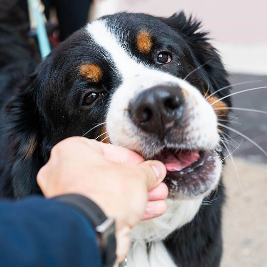 The Dogistさんのインスタグラム写真 - (The DogistInstagram)「Charlie, Bernese Mountain Dog (4 y/o), Prince & Lafayette St., New York, NY • “He’s very smart but he doesn’t listen. He also loves to nibble. He’ll nibble at something for hours until he rips the seams open.”」9月25日 8時13分 - thedogist