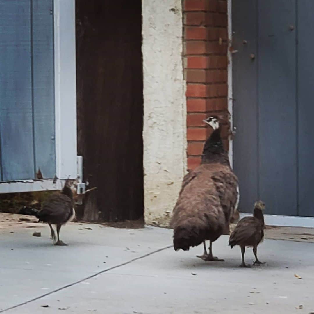 のインスタグラム：「Peacock mom &  babies wild Peacock 🦚🦚🦚#PEACOCKS #peacock #peacocksrule #peacockempire #ilovepeacocks #peacocktime #peacockmagic #shadowhills #THANKYOU #peafowls #peacockdaddy #peacocksquad #wildpeacocks 🦚🦚🦚🦚🦚🦚🦚🦚🦚🦚🦚🦚🦚🦚🦚🦚🦚」