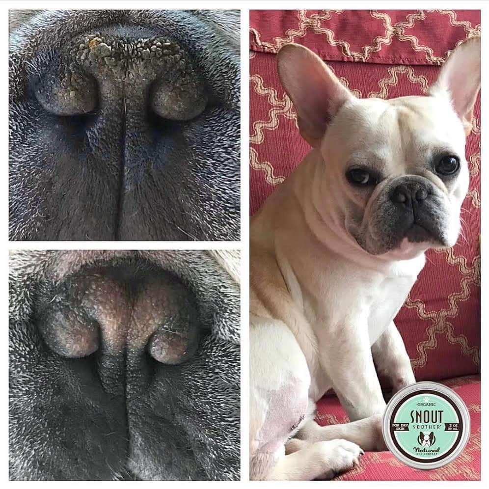 Regeneratti&Oliveira Kennelさんのインスタグラム写真 - (Regeneratti&Oliveira KennelInstagram)「Dog noses are extra sensitive – especially if they become dry and chapped. If your dog has a dry nose, you need to try #SnoutSoother. It’s 100% natural, safe for them to lick, and works really fast to heal dry noses! . ⭐ SAVE 20% off @naturaldogcompany with code JMARCOZ at NaturalDog.com  worldwide shipping  ad 📷: @keepingupwithkodak_ . . . . .  #frenchbully #frenchielove #dogsandpals #frenchbulldogs #weeklyfluff #french_bulldogs #dogsofinstagram #dogsofinsta #puppiesofinstagram #puppylove #instadog #frenchie #frenchiesofinstagram #frenchielove #love #dailybarker #squishyfacecrew #frenchieoftheday #dogoftheday #lovemydog #frenchiegram #cutenessoverload #dog_features #frenchieringer #mydogiscutest #instapuppy #frenchielife」9月25日 8時10分 - jmarcoz