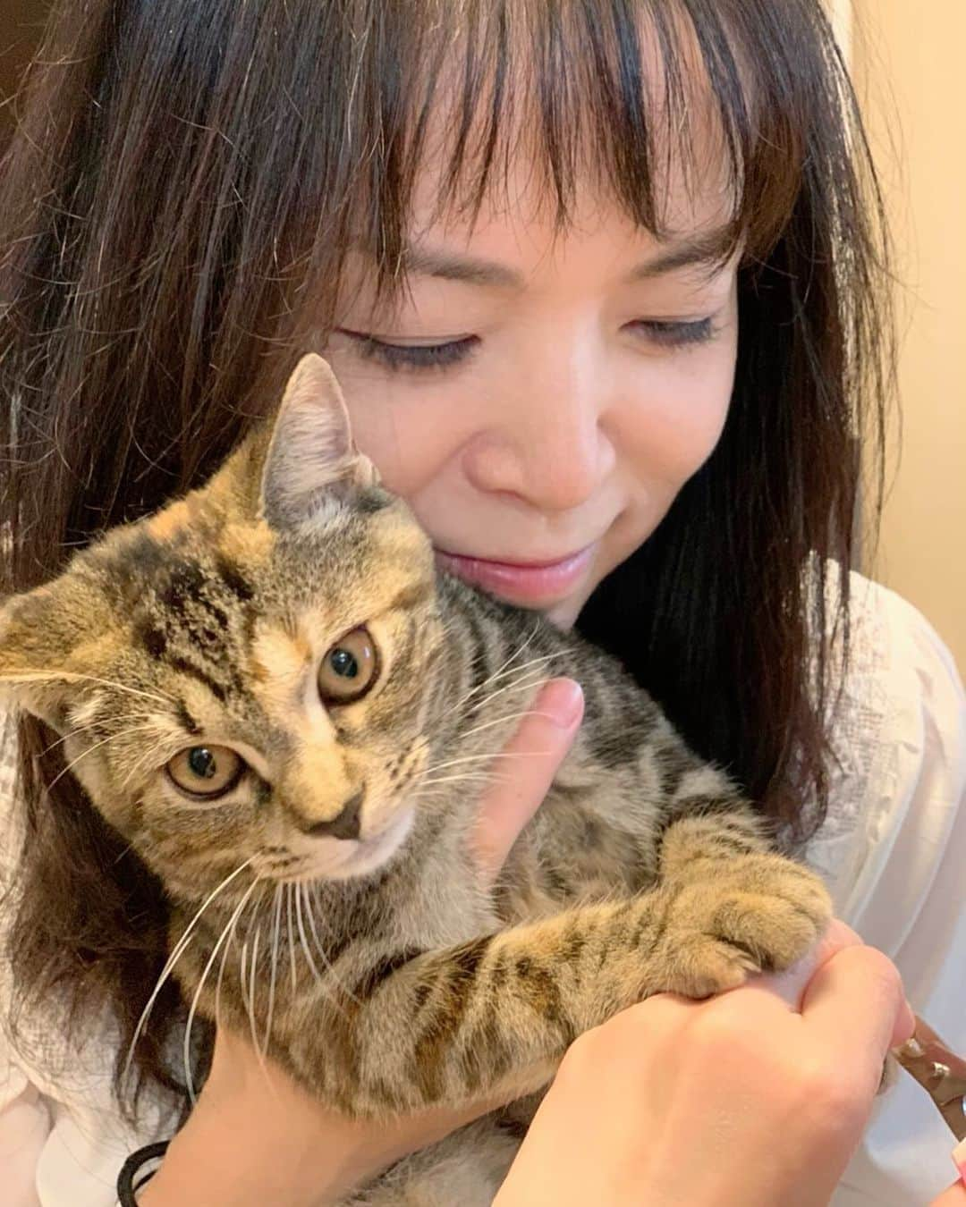 石原詢子さんのインスタグラム写真 - (石原詢子Instagram)「愛猫きなこの爪切り・・ 爪を切るのも一苦労  #愛猫 #だいずときなこ #猫のきなこ  #スコティッシュフォールド立ち耳  #猫好き #猫好きさんと繋がりたい  #ネコ #ネコスタグラム #猫 #ねこのいる生活 #猫のいる暮らし #癒し猫 #ねこと暮らす #癒やされる #優しい気持ち  #石原詢子 #今日はテレビの収録  #雨降り #風邪引かないでね」9月25日 8時23分 - junko_ishihara.official