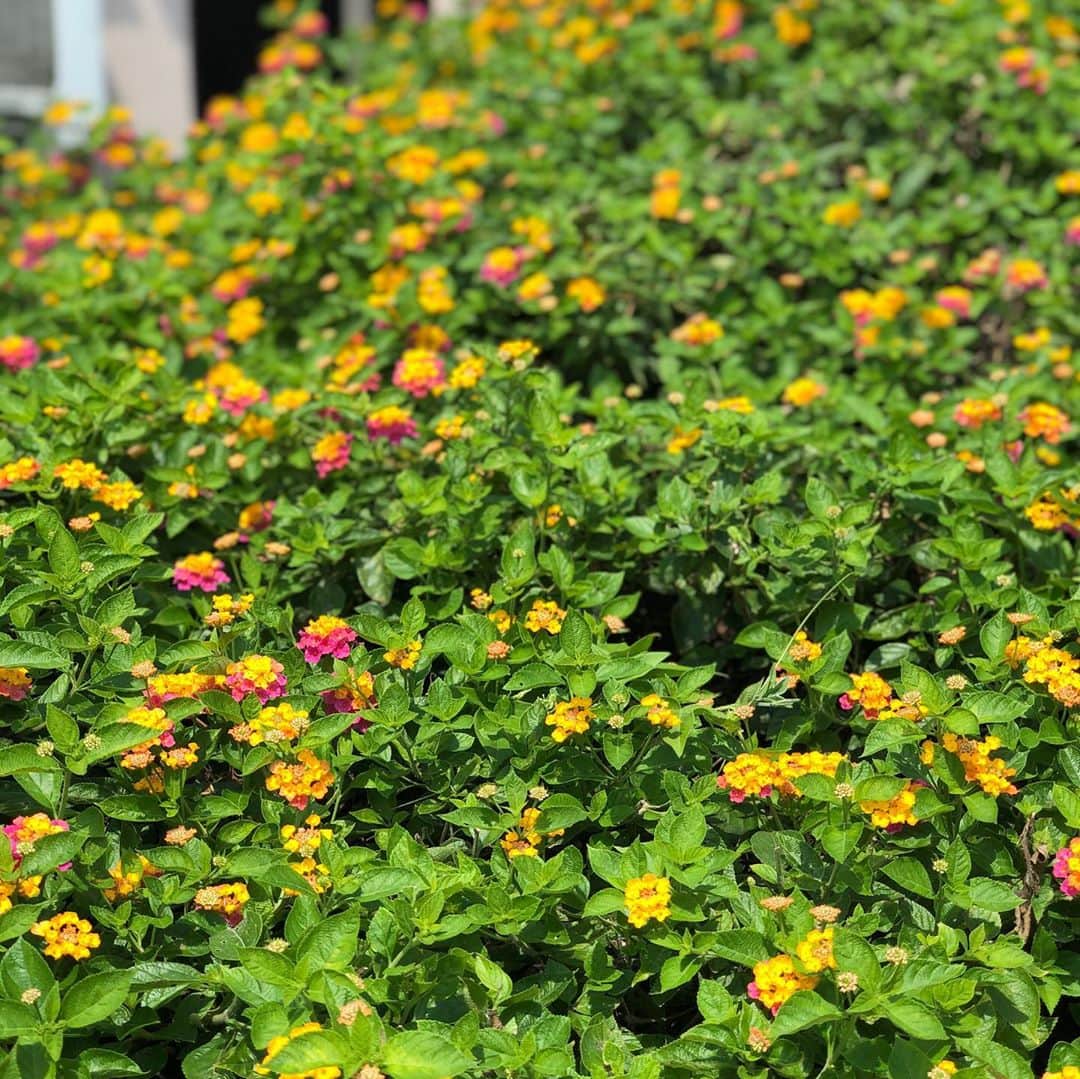 雨宮朋絵さんのインスタグラム写真 - (雨宮朋絵Instagram)「ホテルの植栽がカラフルでとても可愛いかった。 原色のお花はリゾートの高揚感をましてくれる。 ショッキングピンクの日々草は来年の夏はうちはベランダにも取り入れたいな。」9月25日 13時53分 - amemiyatomoe