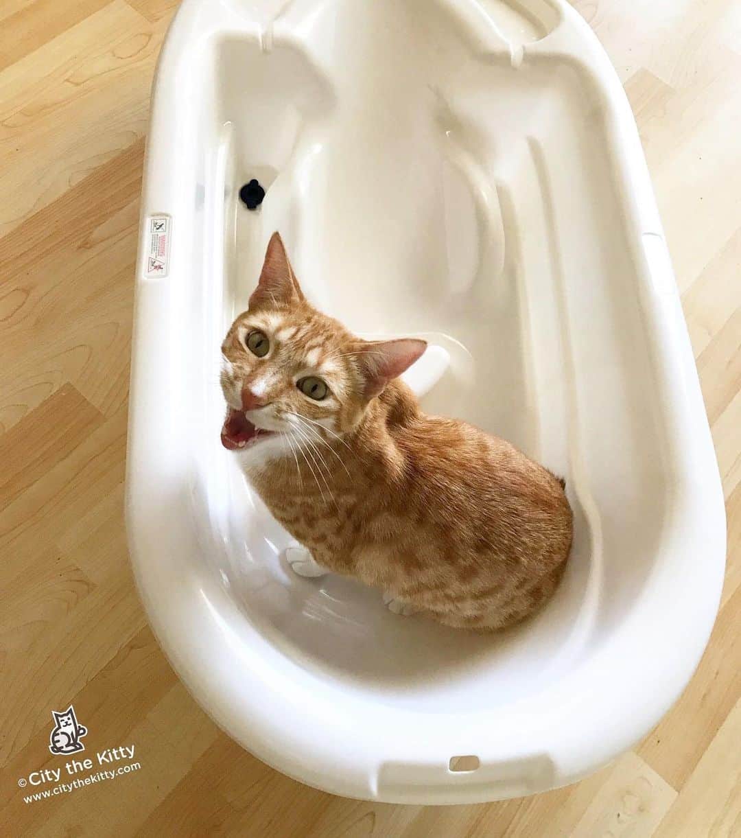 City the Kittyのインスタグラム：「Lukewarm please. 😺 #catbath #funnycat」