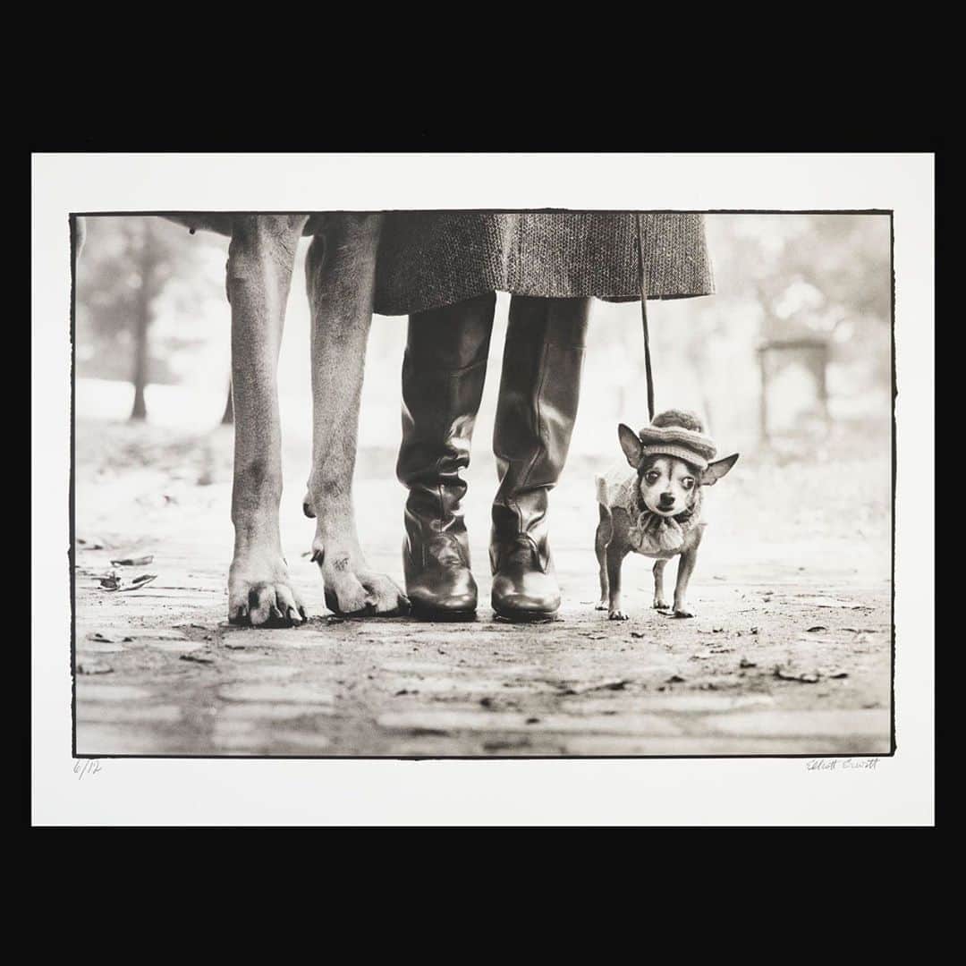 クリスティーズさんのインスタグラム写真 - (クリスティーズInstagram)「Rendered in soft, yet striking platinum, this photograph by Elliott Erwitt is one of two extremely rare, limited edition platinum prints by the artist and is among the artist's most renowned and well-loved images and is a highlight of our Photographs sale, which is open for bidding until 30 September.⠀ .⠀ Signed by the artist, 'New York, 1974' uniquely epitomizes the comical and humanistic spirit encapsulated in Erwitt's photographs of the people of New York.⠀ .⠀ In the artist's own words, 'It's about reacting to what you see, hopefully without preconception. You can find pictures anywhere. It's simply a matter of noticing things and organizing them. You just have to care about what's around you and have a concern with humanity and the human comedy, — and in this case, canine comedy.⠀ .⠀ Elliot Erwitt (b. 1928), 'New York City, 1974'. Estimate: $20,000-25,000.⠀ .⠀ © Elliott Erwitt/MAGNUM PHOTOS ⠀ .⠀ Photographs — 21-30 September, online.⠀ .⠀ #photographs #photography #art #artist #erwitt #elliotterwitt #newyork #dog #dogsofinstagram #platinumprint」9月25日 8時40分 - christiesinc