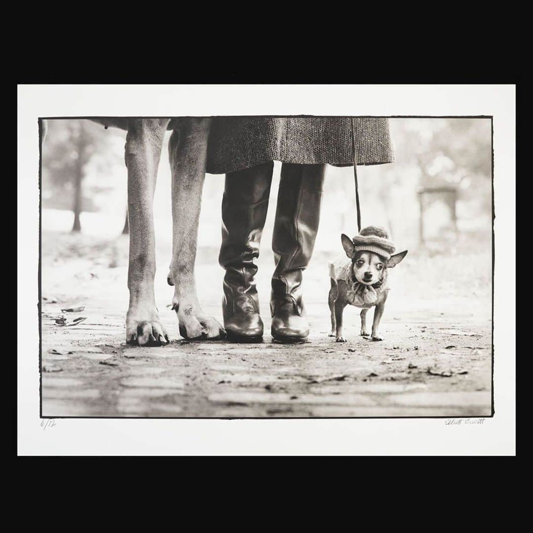 クリスティーズさんのインスタグラム写真 - (クリスティーズInstagram)「Rendered in soft, yet striking platinum, this photograph by Elliott Erwitt is one of two extremely rare, limited edition platinum prints by the artist and is among the artist's most renowned and well-loved images and is a highlight of our Photographs sale, which is open for bidding until 30 September.⠀ .⠀ Signed by the artist, 'New York, 1974' uniquely epitomizes the comical and humanistic spirit encapsulated in Erwitt's photographs of the people of New York.⠀ .⠀ In the artist's own words, 'It's about reacting to what you see, hopefully without preconception. You can find pictures anywhere. It's simply a matter of noticing things and organizing them. You just have to care about what's around you and have a concern with humanity and the human comedy, — and in this case, canine comedy.⠀ .⠀ Elliot Erwitt (b. 1928), 'New York City, 1974'. Estimate: $20,000-25,000.⠀ .⠀ © Elliott Erwitt/MAGNUM PHOTOS ⠀ .⠀ Photographs — 21-30 September, online.⠀ .⠀ #photographs #photography #art #artist #erwitt #elliotterwitt #newyork #dog #dogsofinstagram #platinumprint」9月25日 8時40分 - christiesinc