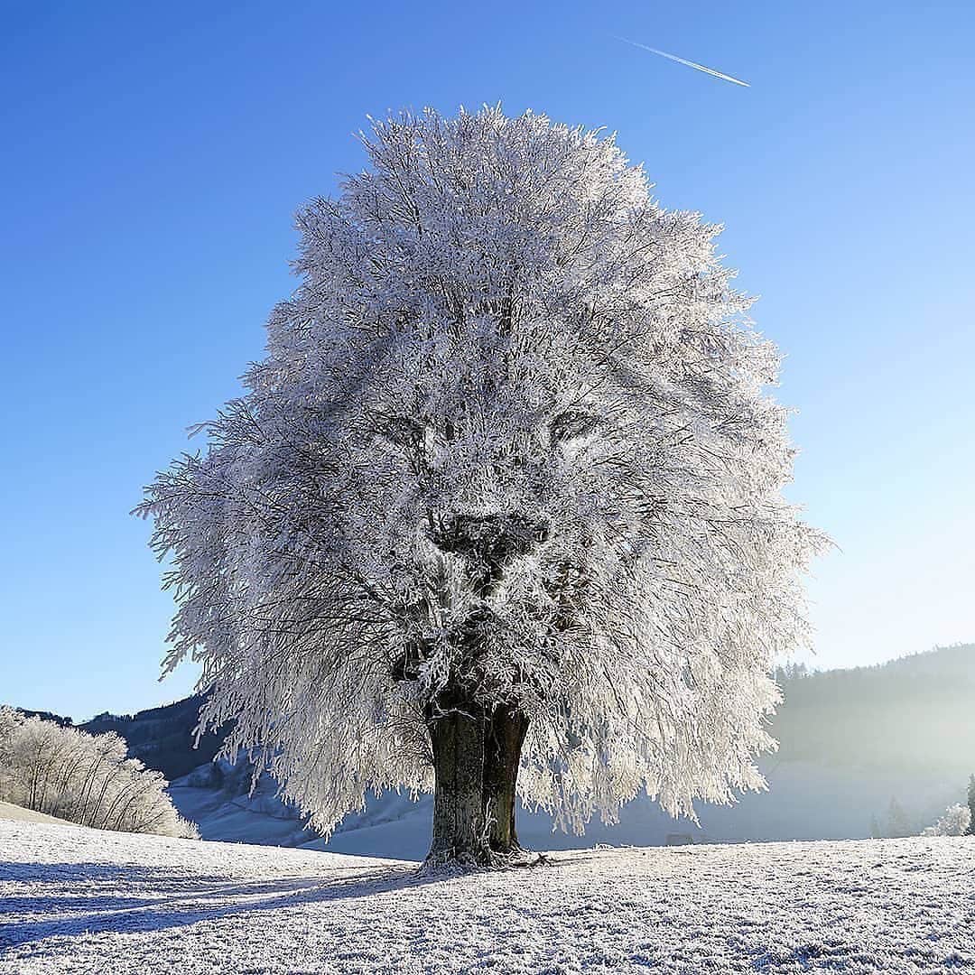 WildLifeのインスタグラム：「Photo edited by @martijn.schrijver」