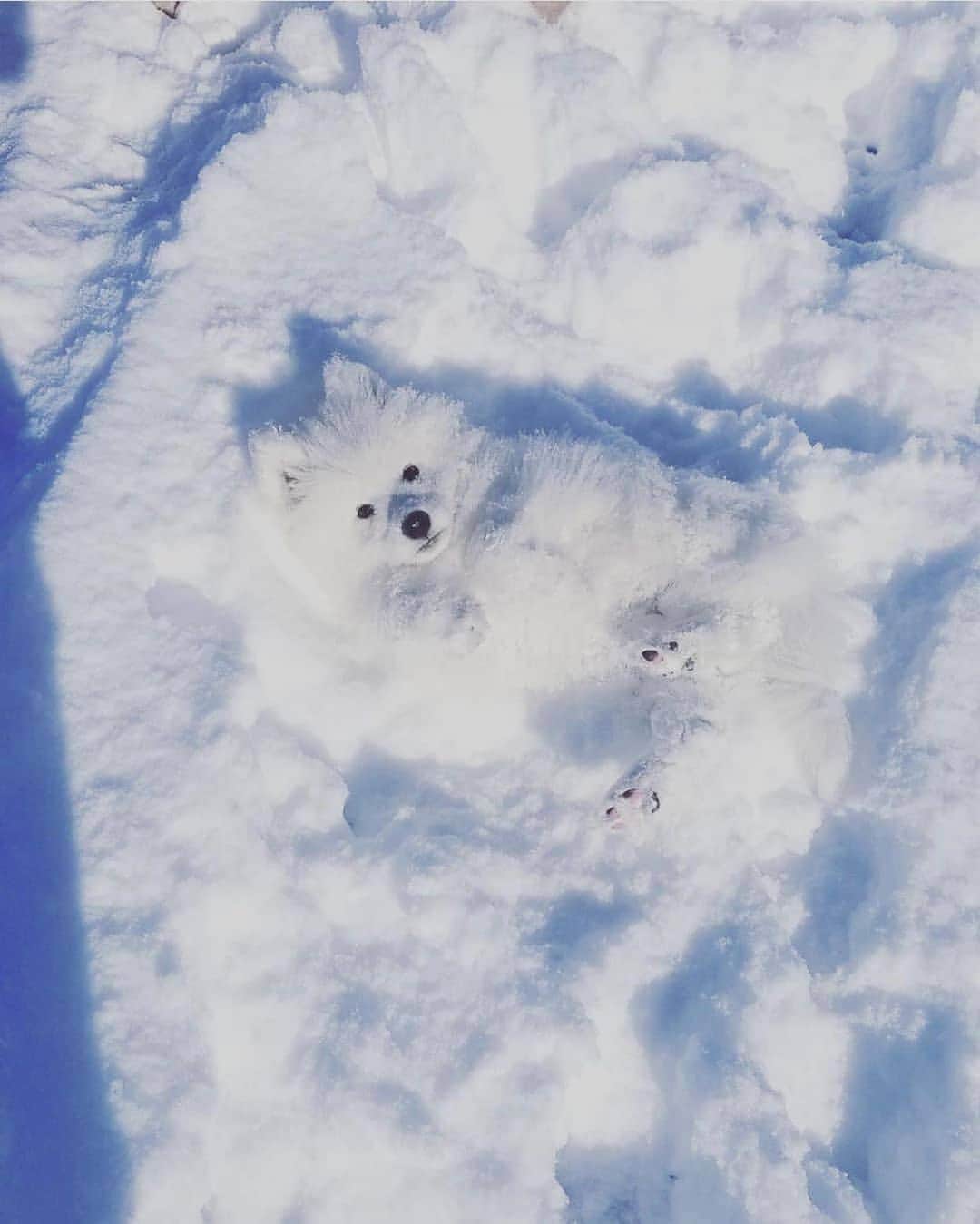 Padgramさんのインスタグラム写真 - (PadgramInstagram)「😜Can you see me? 🐶❄️  📸 by @ghost.ofwinterfell  📍Calgary, Alberta, Canada  #pgdaily #pgstar#pgcounty #dog #planetgo #planet #planetearth #planet_of_animals #animals #cutedogs」9月25日 8時53分 - planet.go