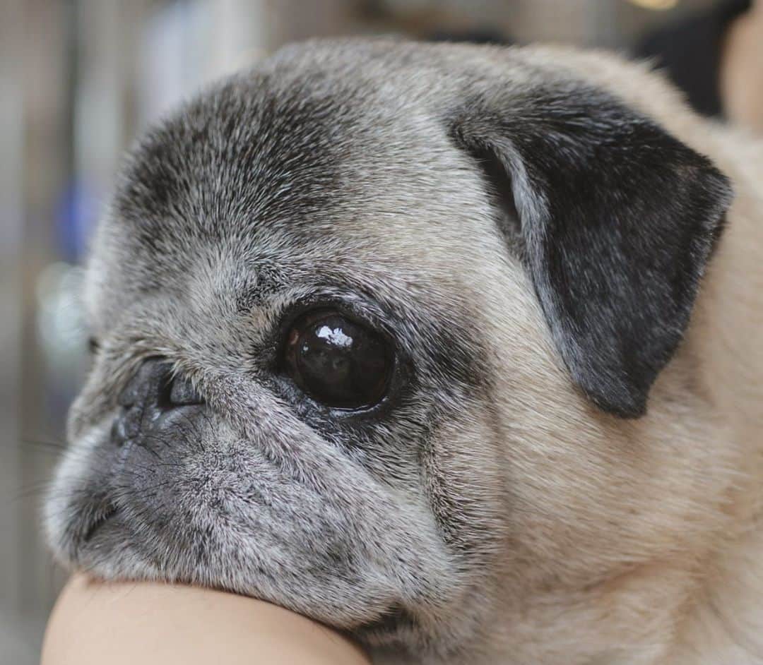 八兵衛のインスタグラム：「Hachibei 🐶 * * *  #ほぼ黒パグ #おじいちゃん犬 #pug #puggy #puglife #puglove #petstagram #pugstagram #pugsofinstagram #pugs #dog #ふわもこ部  @igersjp #IGersJP #east_dog_japan #pecoイヌ部 #八兵衛 #はちべえ #sippoストーリー」
