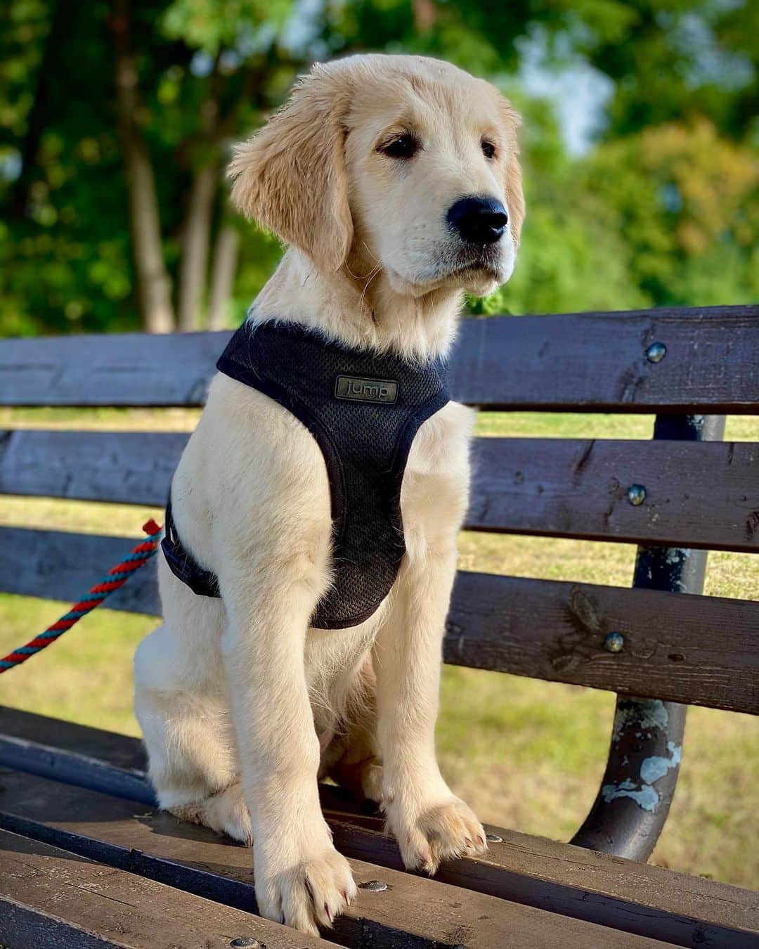 サイモンとマルティナのインスタグラム：「Fudgy’s now three months old, and I like to think of him as entering his awkward gangly teenager phase.  He’s gonna grow his bangs out and start his own emo band with other puppies from the park 🤟🐾🦴」