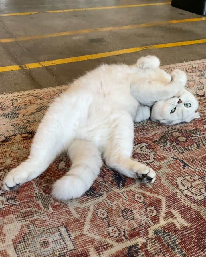 Hiroのインスタグラム：「@macchacat reminded be to be more childlike so here goes. #legendsincebirth」