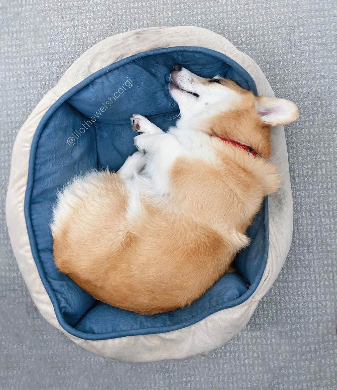 Liloさんのインスタグラム写真 - (LiloInstagram)「Just dreaming of better days and more walks woof... how are your dreams furriends woof?」9月25日 10時10分 - lilothewelshcorgi