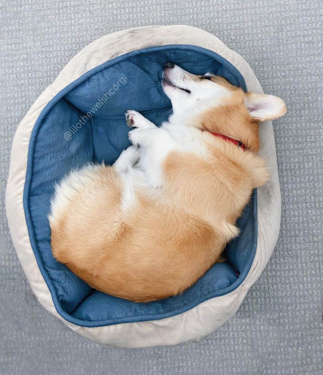Liloのインスタグラム：「Just dreaming of better days and more walks woof... how are your dreams furriends woof?」