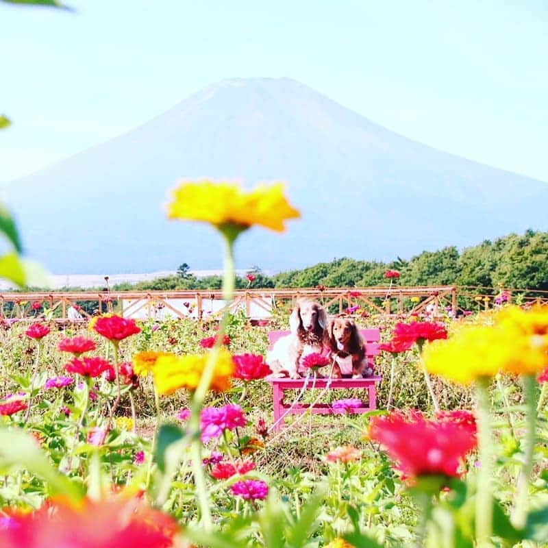 くるみんのインスタグラム：「* 連休最終日はお出かけ 涼しい所を目指して山中湖へ 花の都公園にて  気温は低いけど朝は日差しが強かった💦 * #ミニチュアダックスフンド #ミニチュアダックスフント #ミニチュアダックス #イザベラタン #イザベラ #カニンヘンダックスフント #カニンヘン #カニンヘンダックス #カニンヘンダックスフンドの日常 #カニンヘンの会 #カニンヘンダックスフンド #チョコタンダックスフント #チョコタンダックスフンド #チョコタンダックス #ダックスlove #ダックス多頭飼い #ダックスフント #ダックスフンドカニンヘン #ダックス部 #ダックス大好き #ダックスフンド #ダックス #いぬばか部 #いぬすたぐらむ #短足部 #山中湖 #花の都公園 #all_dog_japan #east_dog_japan #dachshund」