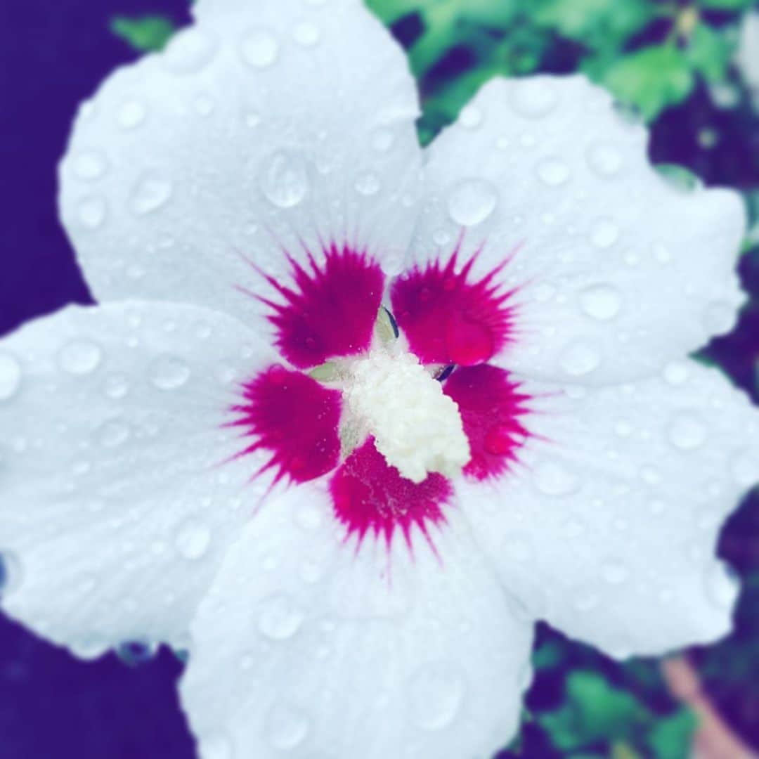 中野敬久さんのインスタグラム写真 - (中野敬久Instagram)「#flower #flowersoflife #white #red #hope #wet」9月25日 10時24分 - hirohisanakano