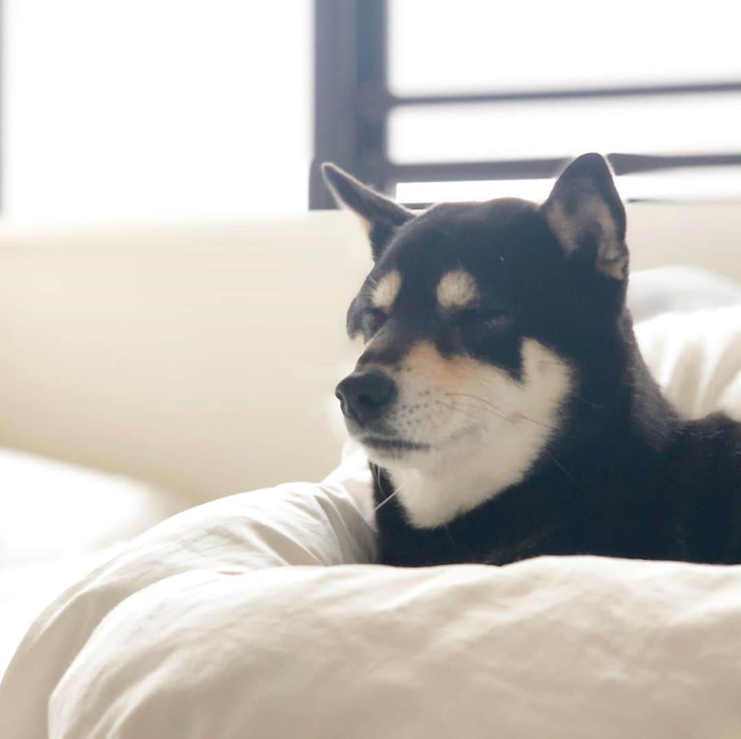 vo_coのインスタグラム：「🐾 急な気温の低下に慌てて羽毛布団を出した我が家 ふわふわ大好きこたちゃん、まだヒート終わってないのに布団に上がってくるからイヤだな〜と思ってたら案の定w そんな「こたつヒート中」「いやだな〜」って頭の隅にありながら寝てたら、見事に変な夢見ました 『山が丸ごとドッグランみたいな別荘滞在中にこたつがどこぞの野犬に孕まされて帰ってくる』 っていう、なんじゃそれな内容 柴犬じゃないよくわからない子犬が産まれちゃうけどそれでもこたつの子だしちゃんと可愛がれるのか⁈みたいな葛藤と共に目覚めました… 何その内容…『夏・体験物語2』かよw うちは男児しかいないけど、女の子の親は心労が絶えないな…と勝手な想像が進む初秋の日でした * #shibastagram #instashiba #shiba #shibainu #黒柴 #柴犬」