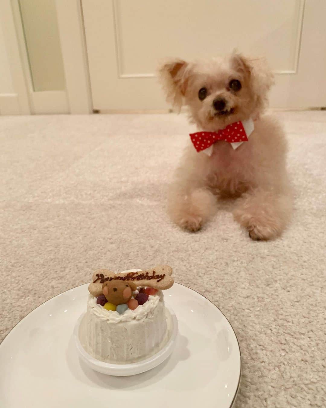 渡辺舞さんのインスタグラム写真 - (渡辺舞Instagram)「先日愛犬クッパの８歳のお誕生日でした🎂🐕🎀 8年って長いようであっという間だなぁ。これからも仲良く楽しく過ごそうね！おめでとうくっちゃん✨」9月25日 11時05分 - maipu0125
