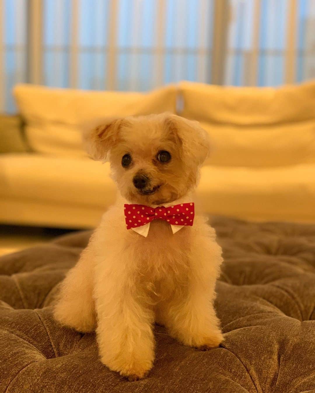 渡辺舞のインスタグラム：「先日愛犬クッパの８歳のお誕生日でした🎂🐕🎀 8年って長いようであっという間だなぁ。これからも仲良く楽しく過ごそうね！おめでとうくっちゃん✨」