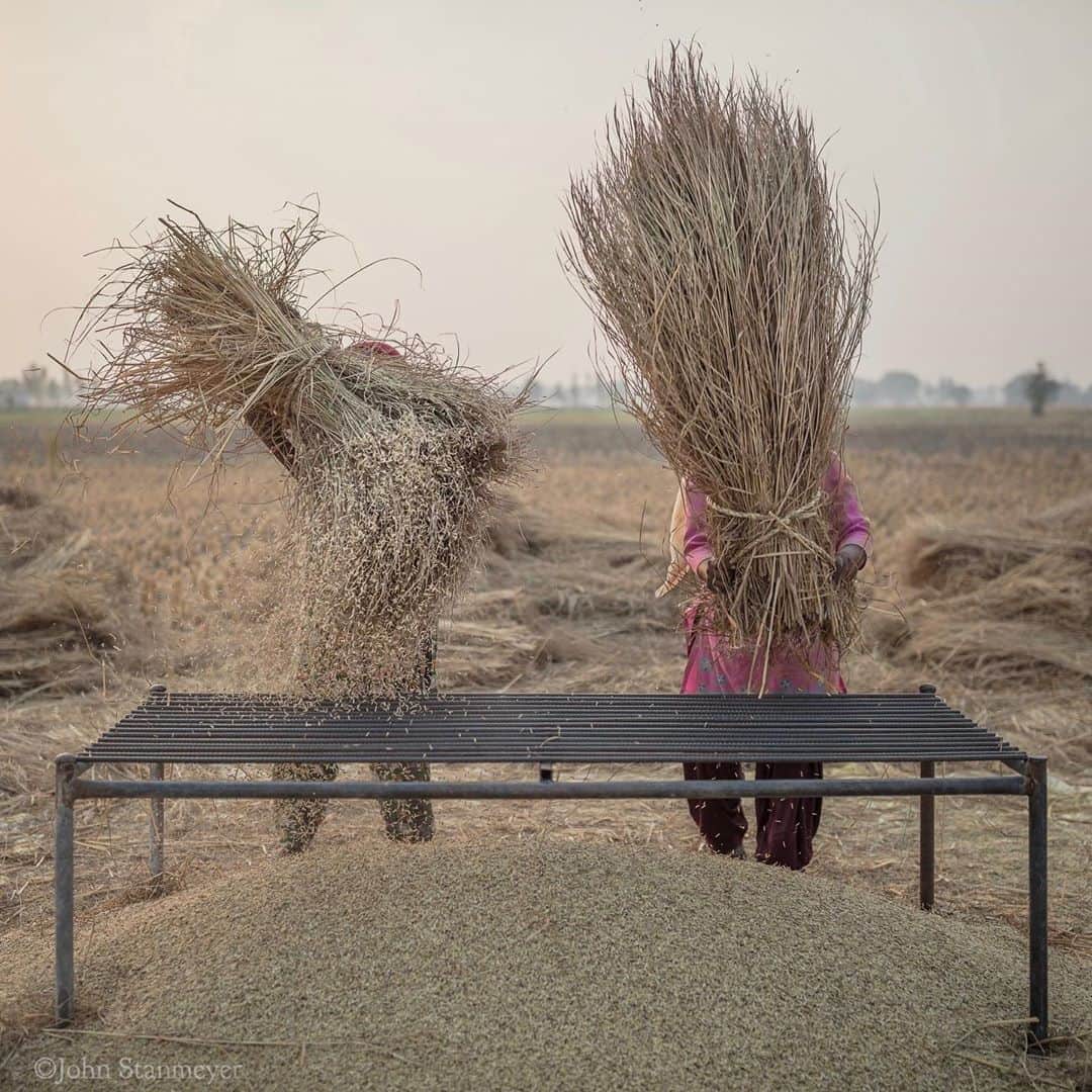 のインスタグラム：「There is a Chinese saying: "Every grain of rice is a drop of sweat from a farmer's brow." I always feel this sweat when photographing how we feed ourselves. So it was just over a year ago in Punjab, India, being with farmers freeing every grain of rice to sell in the market. Over and over for hours, a tarp below not to lose any precious grain. In Bangladesh a few years ago on a previous @natgeo story, I've been with a mother as she swept up fallen grains of rice after a farmer had harvested, the only food that day she would have for her children. In 1993, I saved coins to send myself to South Sudan for the war and famine. I met a grandma on her knees in Nimule, collecting each spilled bean in the dirt at a feeding center. Our existence with everyone is intertwined, each moment as one. Last night, when cooking rice, I did as always, preciously pouring rice grains from the measuring cup into a boiling pot of water, serving every piece of cooked rice, in focus not to drop one grain. Those grains are sweat of love and pain, labor so heavy, remembering never to waste one morsel. ⠀⠀⠀⠀⠀⠀⠀ India’s Daunting Challenge: There’s Water Everywhere, And Nowhere - Chapter 8 of the @outofedenwalk, my latest story last months (August 2020) @natgeo magazine. ⠀⠀⠀⠀⠀⠀⠀ #video #slowmo #rice #riceharvesting #punjab #india @natgeo @outofedenwalk #walkingindia #edenwalk from the archive #bangladesh #southsudan」
