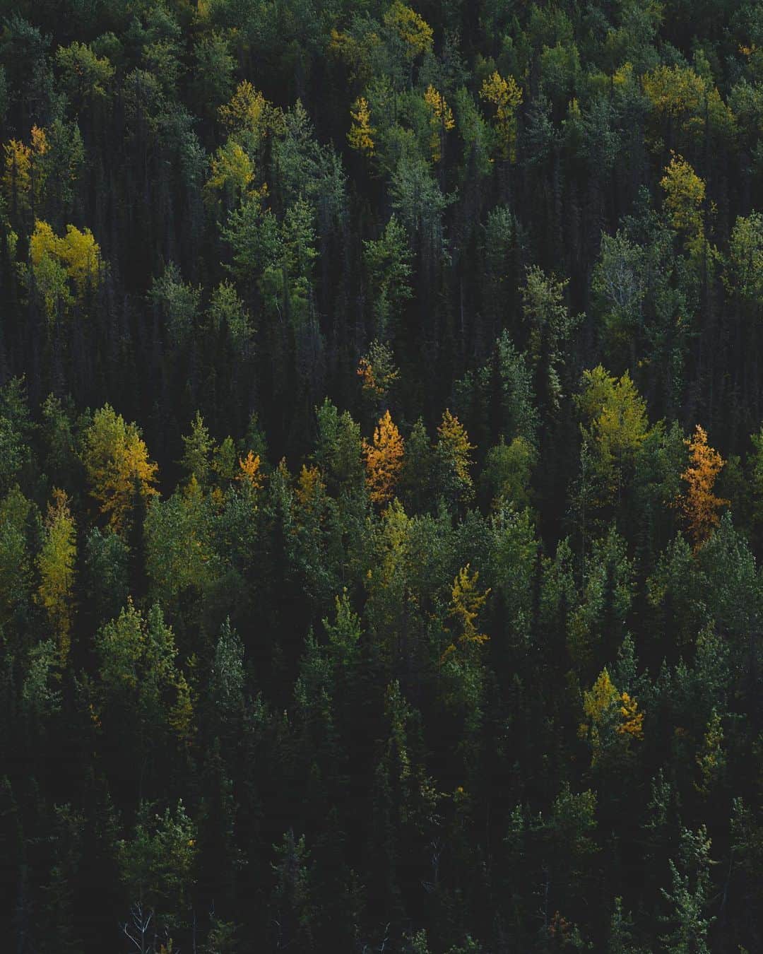 Kyle Kuiperのインスタグラム：「🌲🍂🌲」