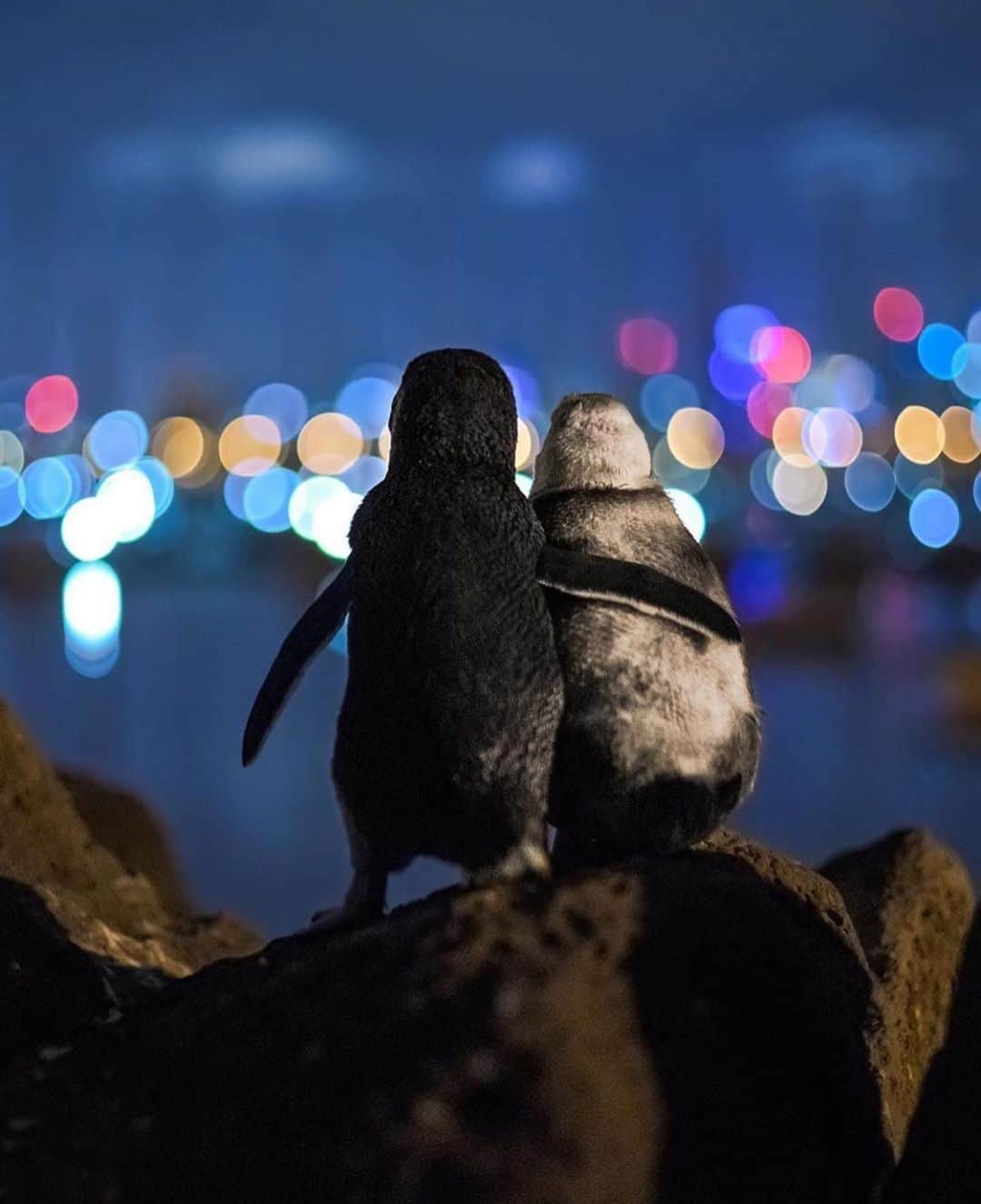 animalsさんのインスタグラム写真 - (animalsInstagram)「During times like this the truly lucky ones are those that can be with the person/people they love most. I captured this moment about a year ago. These two Fairy penguins poised upon a rock overlooking the Melbourne skyline were standing there for hours, flipper in flipper, watching the sparkling lights of the skyline and ocean. A volunteer approached me and told me that the white one was an elderly lady who had lost her partner and apparently so did the younger male to the left. Since then they meet regularly comforting each other and standing together for hours watching the dancing lights of the nearby city. I spend 3 full nights with this penguin colony until I was able to get this picture. Between not being able or allowed to use any lights and the tiny penguins continuously moving, rubbing their flippers on each other’s backs and cleaning one another, it was really hard to get a shot but i got lucky during one beautiful moment. I hope you enjoy this moment as much as I did.  Photos and caption by: @tobiasvisuals」9月25日 11時26分 - babyanmlpics