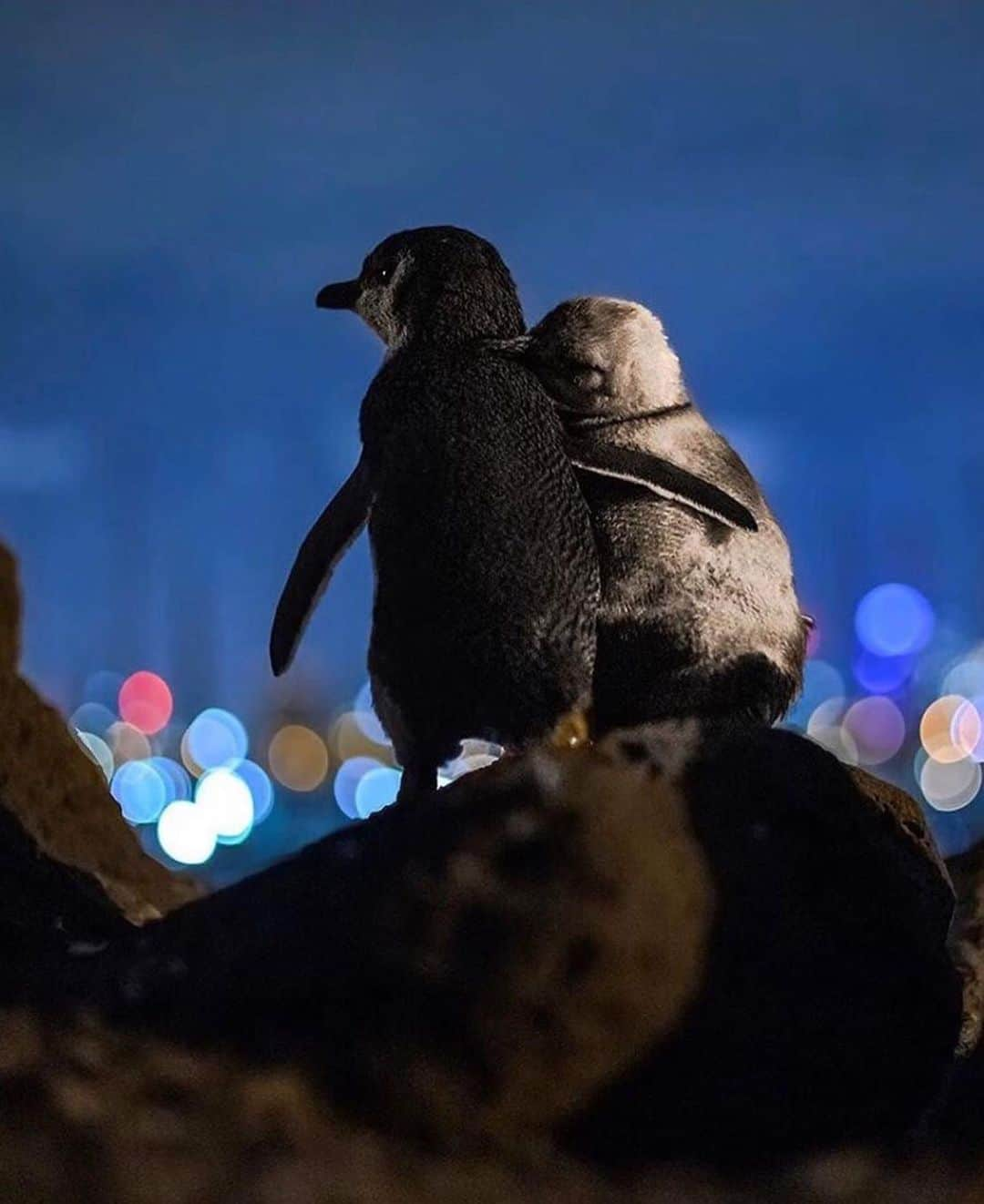 animalsさんのインスタグラム写真 - (animalsInstagram)「During times like this the truly lucky ones are those that can be with the person/people they love most. I captured this moment about a year ago. These two Fairy penguins poised upon a rock overlooking the Melbourne skyline were standing there for hours, flipper in flipper, watching the sparkling lights of the skyline and ocean. A volunteer approached me and told me that the white one was an elderly lady who had lost her partner and apparently so did the younger male to the left. Since then they meet regularly comforting each other and standing together for hours watching the dancing lights of the nearby city. I spend 3 full nights with this penguin colony until I was able to get this picture. Between not being able or allowed to use any lights and the tiny penguins continuously moving, rubbing their flippers on each other’s backs and cleaning one another, it was really hard to get a shot but i got lucky during one beautiful moment. I hope you enjoy this moment as much as I did.  Photos and caption by: @tobiasvisuals」9月25日 11時26分 - babyanmlpics