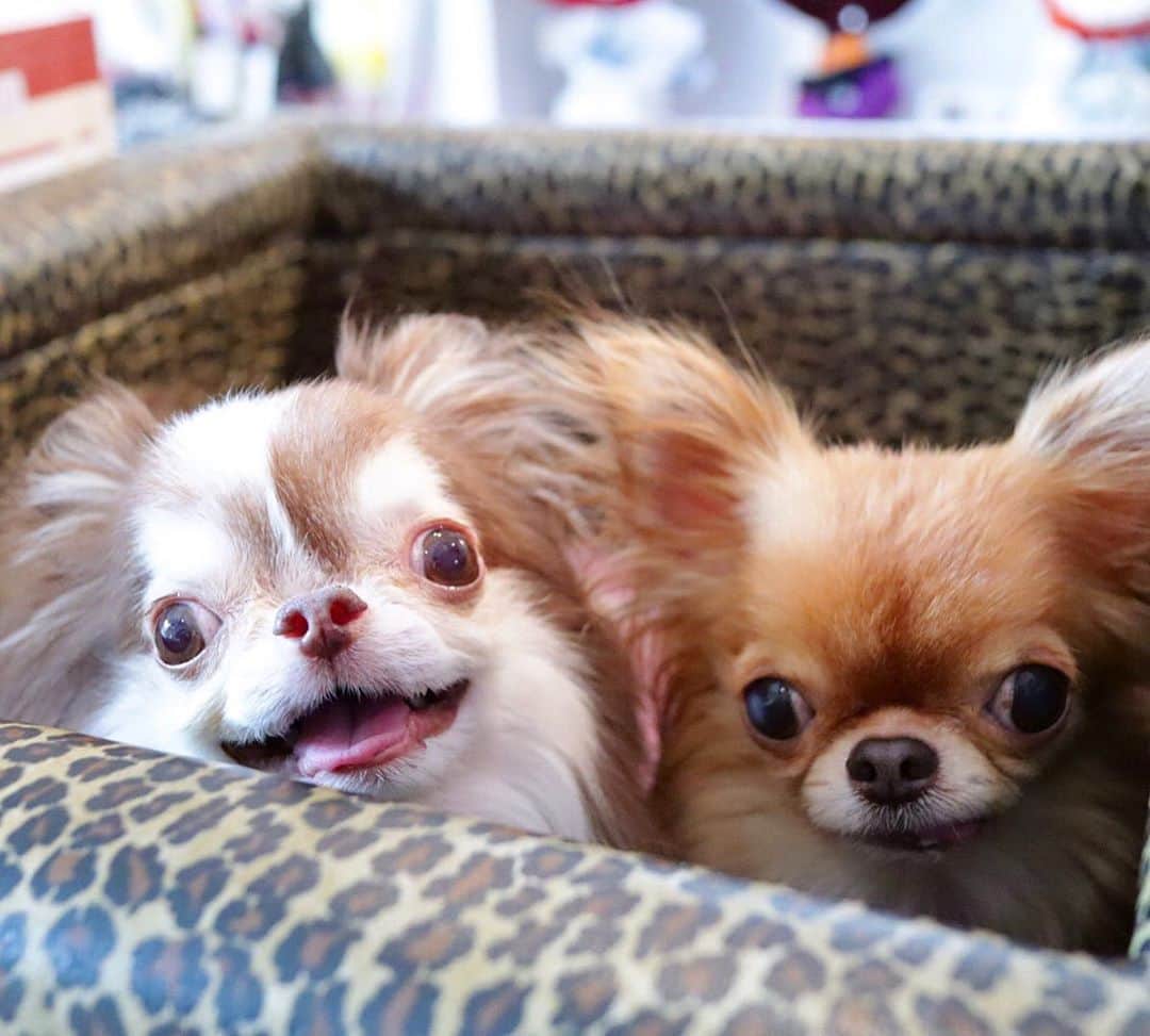 kayoのインスタグラム：「* * * らいちんトリミングしてもらってスッキリ🛁✨ * * ご機嫌さん😸 * * Lychee❤️kulio * * #chihuahua#chihuahualove#dogstgram#dog#instadog#チワワ#チワワ大好き#チワワのいる暮らし * *」