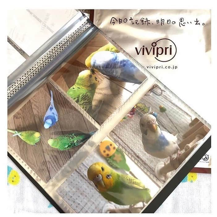 vivipriのインスタグラム