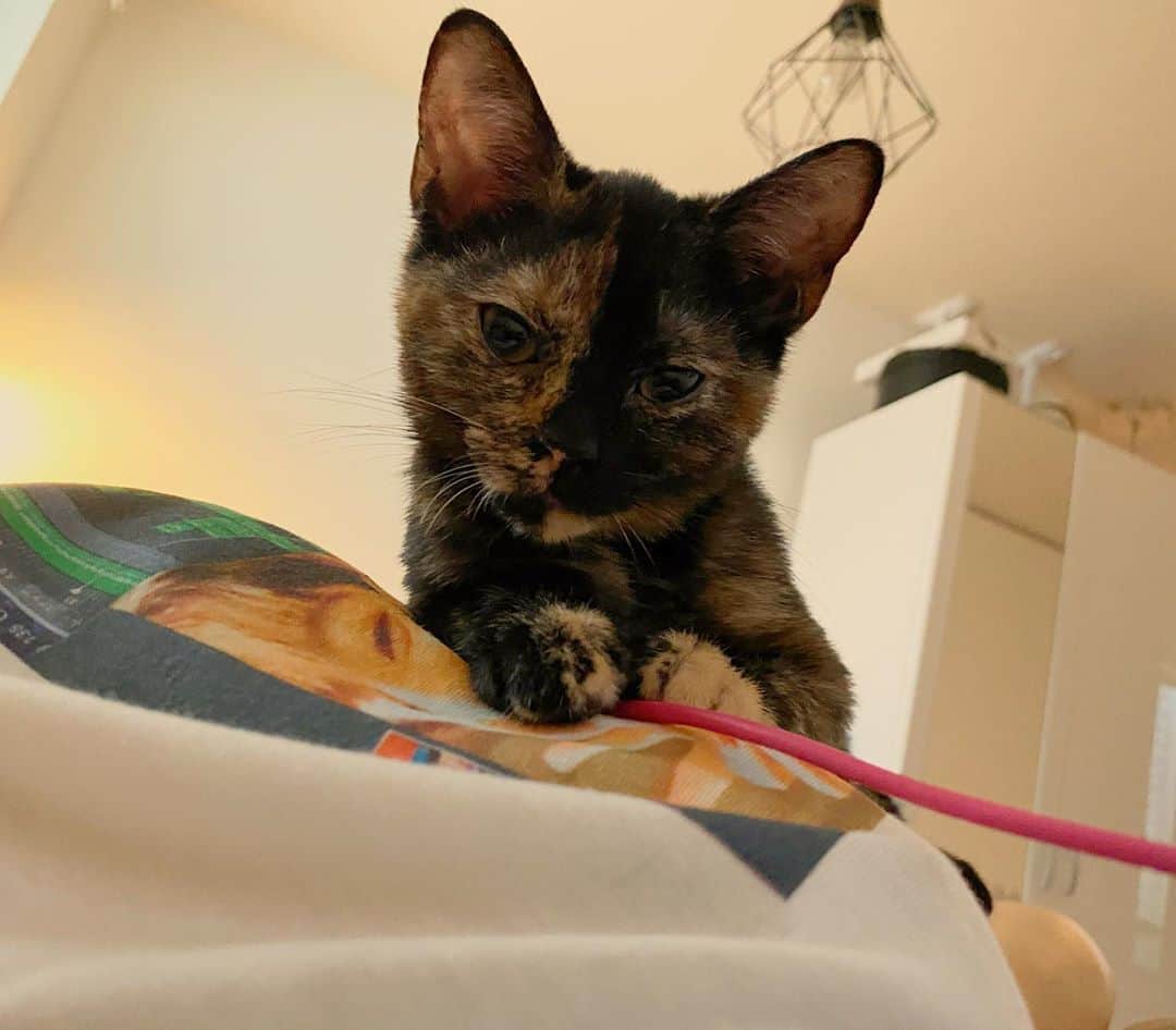 小春のインスタグラム：「おはニュイ  手で大事そうに充電コード持つけど噛まないから持たせてるけどこれいつか噛みそうだな…  #小春のアンニュイ」