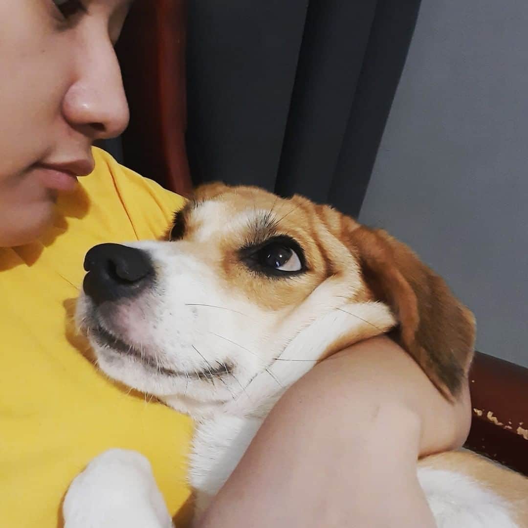8crapさんのインスタグラム写真 - (8crapInstagram)「“The look of love ❤️” - Want to get featured like them? Join “The Barked Club” on FACEBOOK and post something now! 👉 barked.com - 📷 @jesc.fernando - #TheBarkedClub #barked #dog #doggo」9月25日 23時00分 - barked
