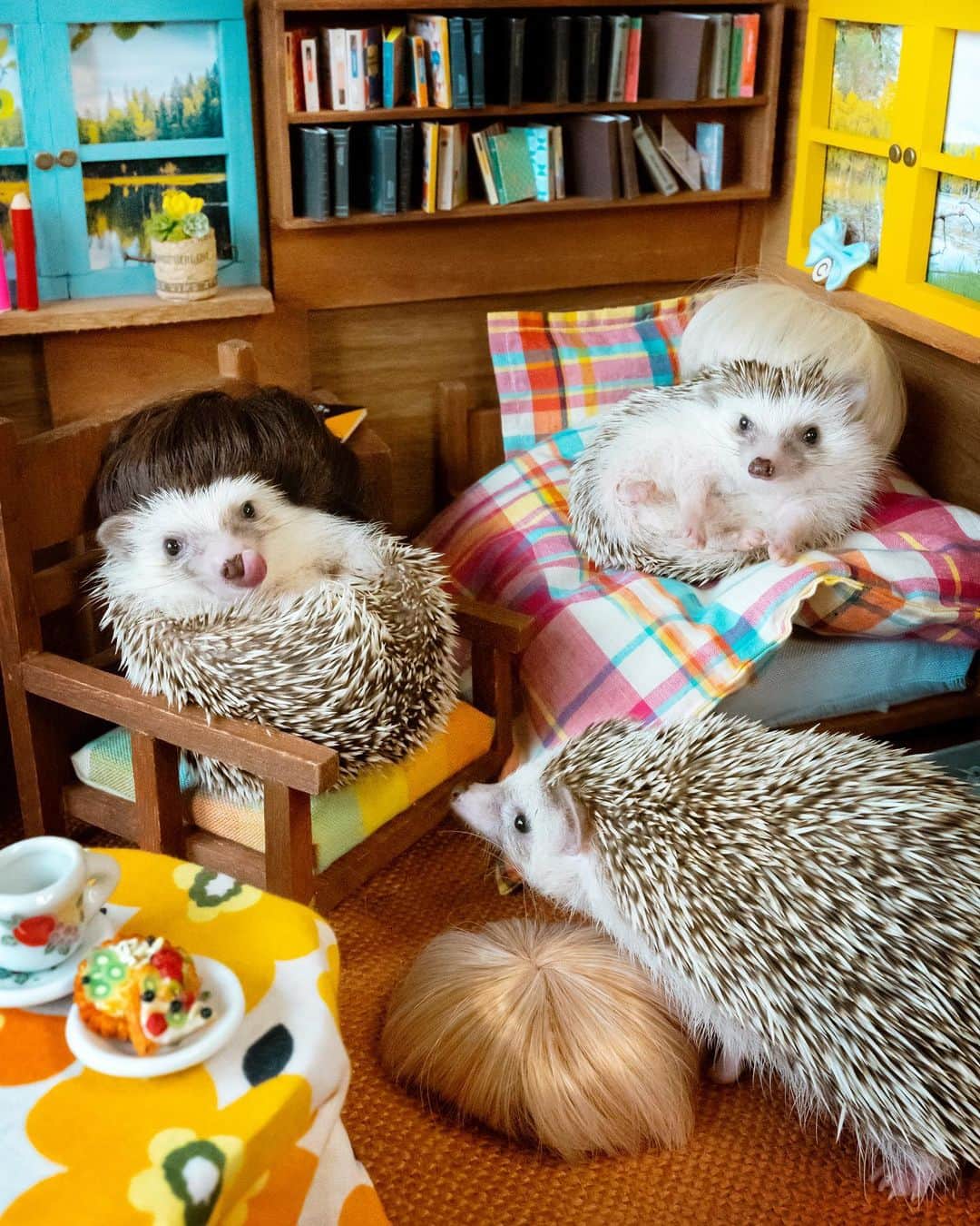 ダーシーのインスタグラム：「Lazy day🦔🦔🦔🦰💛 *Photoshopped」