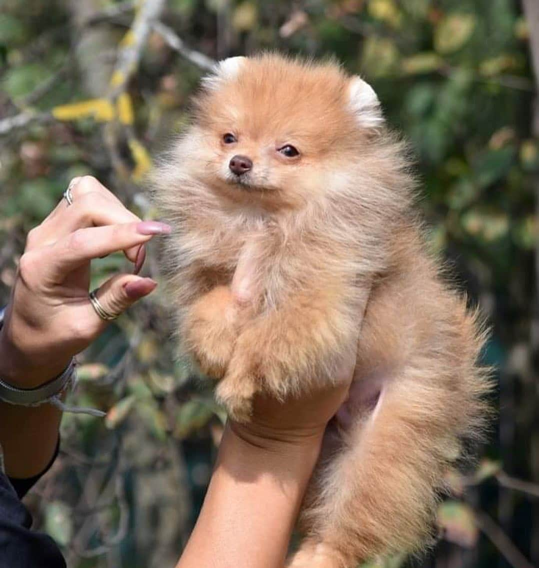 Puppy For Sale.さんのインスタグラム写真 - (Puppy For Sale.Instagram)「Красавчик Краш в поисках новой семьи. ⠀ Приятная цена ⠀ За более подробной информацией обращайтесь в Директ или Вотсапп ⠀ ___ ⠀ Следите за нашими обновлениями и подписывайтесь👇 ⠀ @artsimpatiya ⠀ Больше информации, фото и видео: Директ, на личном сайте питомника Арт Симпатия: www.artsimpatiya.ru ⠀ #шпиц #puppypomerian #chiotpoméranien #puppypom #puppypomeranian #pomeranianpartycolor #pomeranianparis #pomeranianpup #pomeranianpuppy #pomeranianpuppies #pomeranianfrance #pomeranianspitz #pomeranianpage #pomeraniandogs #pomerania #померанскийшпиц #spitzpuppy」9月25日 22時05分 - artsimpatiya