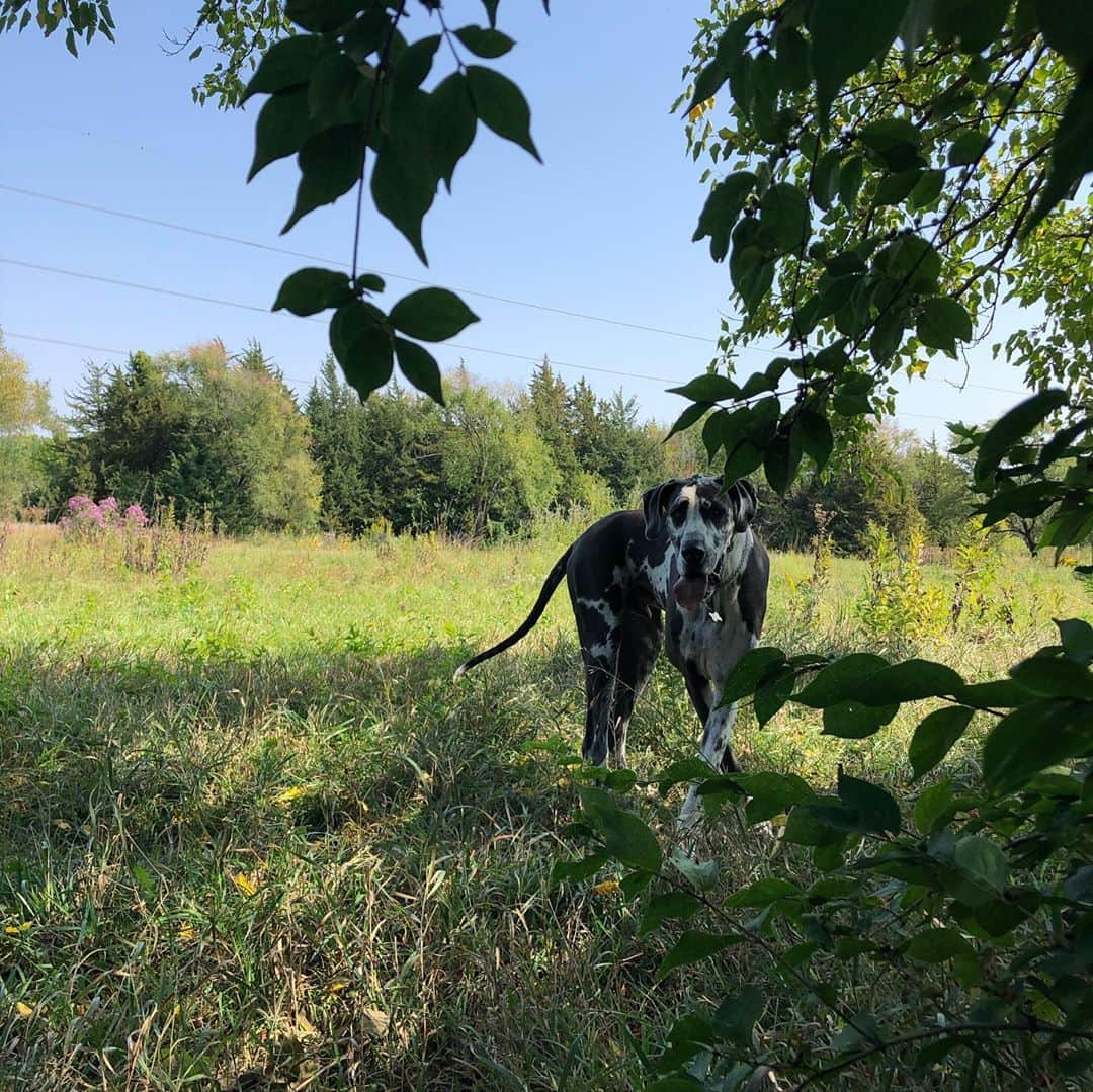 クリスティン・ヒルデブランドさんのインスタグラム写真 - (クリスティン・ヒルデブランドInstagram)「Dog park days <3.  . . Playing Land Before Time at the dog park (looking for all the dinosaurs from the show, we save them from the Trex’s that are coming to get them!!) Watching his imagination work makes my heart wanna burst. Also love this puppy of ours so much. While he has 10 acres to roam at this dog park, he’s ALWAYS by Rhetts side. ❤️」9月25日 22時19分 - _kristinhildebrand