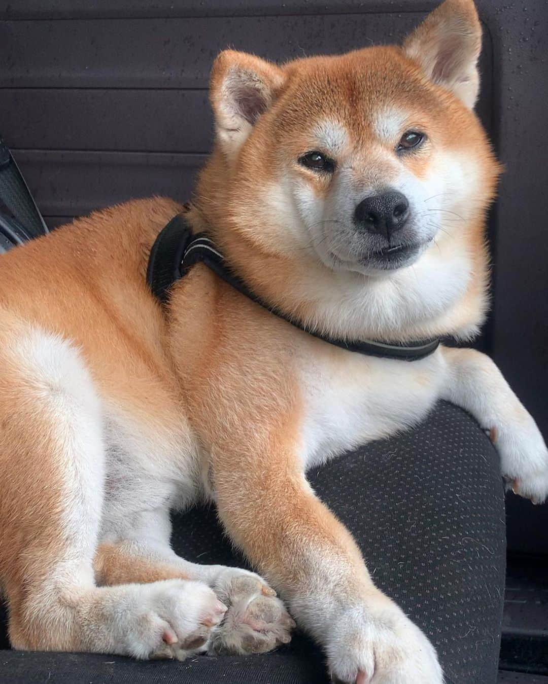 shibainu berryさんのインスタグラム写真 - (shibainu berryInstagram)「🐻"I drive!"🚙 ①今朝は雨のわりに40〜50分ぐらい散歩したおやじ🐻 それでも足りないむくみ追加の散歩して車に戻ったらおやじ運転席におるし‼️😳(後部座席がべりむくの定位置) ビショビショのまま運転席乗らんといて〜💦 ②助手席に移動はしてくれたけど、どこもかもビショビショにする気〜💦 後部座席広々してるのに〜。 とは言ってみたものの、ビショビショになるとか、泥で汚れるとか、全く気にしないタイプです😅 おとんには怒られるからおとん帰宅前は家も車も一気に掃除‼️✨一夜漬け〜😂👍 #❤️迷子犬の掲示板四国 @maigo_dog_shikoku #めざせ迷子犬ゼロ👌 #柴犬 #べりやん #べりむく #多頭飼い #徳島 #berry #shiba #shibainu  #shibainumania #shibastagram #instashiba #ぷにっと部 #口角キュキュッと部  #チーム俺様 →部員絶賛募集中 #shiba_snap #proudshibas #west_dog_japan #サンデイ #instagramjapan #ふわもこ部 #pecoいぬ部 #pecotv #buzzfeedanimals #dogsofinstagram #9gag  @9gag @barked」9月25日 22時20分 - shibainu.berry