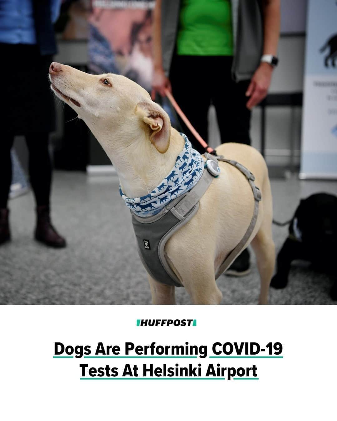 Huffington Postさんのインスタグラム写真 - (Huffington PostInstagram)「Travelers arriving at the Helsinki Airport in Finland are going to be dogged about a COVID-19 test ― literally.⁠ ⁠ As part of a test project, the airport has started offering voluntary coronavirus tests that only take 10 seconds without a nasal swab being stuck into your sinuses. Instead, the test is administered by one of two canines trained to detect the virus by sniffing the sweat of arriving passengers, according to The New York Times.⁠ ⁠ It works like this: After passengers get their luggage from baggage claim, they can volunteer to wipe sweat from their neck and leave the swab in a box. A trainer then puts the box next to containers of other scents for one of the disease-sniffing dogs to sniff.⁠ ⁠ The process takes about a minute. If the dog gets a positive result from the neck sweat, the person is sent to the airport’s health center for a free virus test.⁠ ⁠ Preliminary research suggests that the doggy sniff test might be more effective at detecting coronavirus infections than the standard polymerase chain reaction or antibody tests, University of Helsinki researcher Anna Hielm-Björkman told The Washington Post.⁠ ⁠ They “can also find [people] that are not yet PCR positive but will become PCR positive within a week,” Hielm-Björkman said of the dogs.⁠ ⁠ Only two dogs are currently working as disease detectors, but 14 others are being trained for the job, according to International Airport Review.⁠ ⁠ Some dogs can learn to sniff out the virus in a very short time. One 8-year-old greyhound mix named Kössi learned to identify the scent of COVID-19 in just seven minutes.⁠ ⁠ If the canine coronavirus detectors prove their effectiveness, Hielm-Björkman said other virus-sniffing dogs could be deployed to nursing homes, schools and other places with crowds. ⁠ ⁠ “You could open up society in another way if you had those dogs,” she said. // 📷 Getty Images」9月25日 22時55分 - huffpost