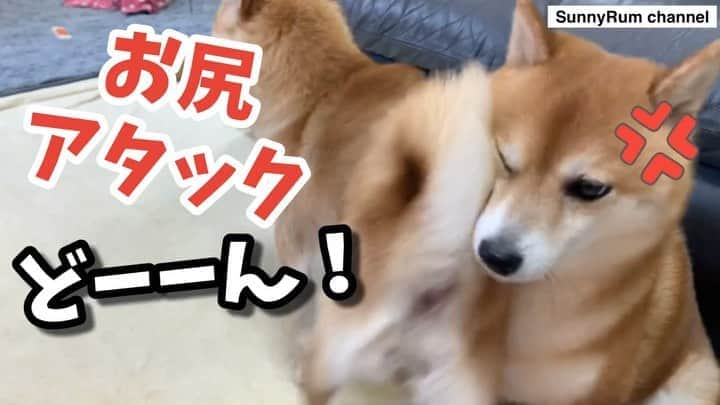 豆柴 サニーちゃんのインスタグラム